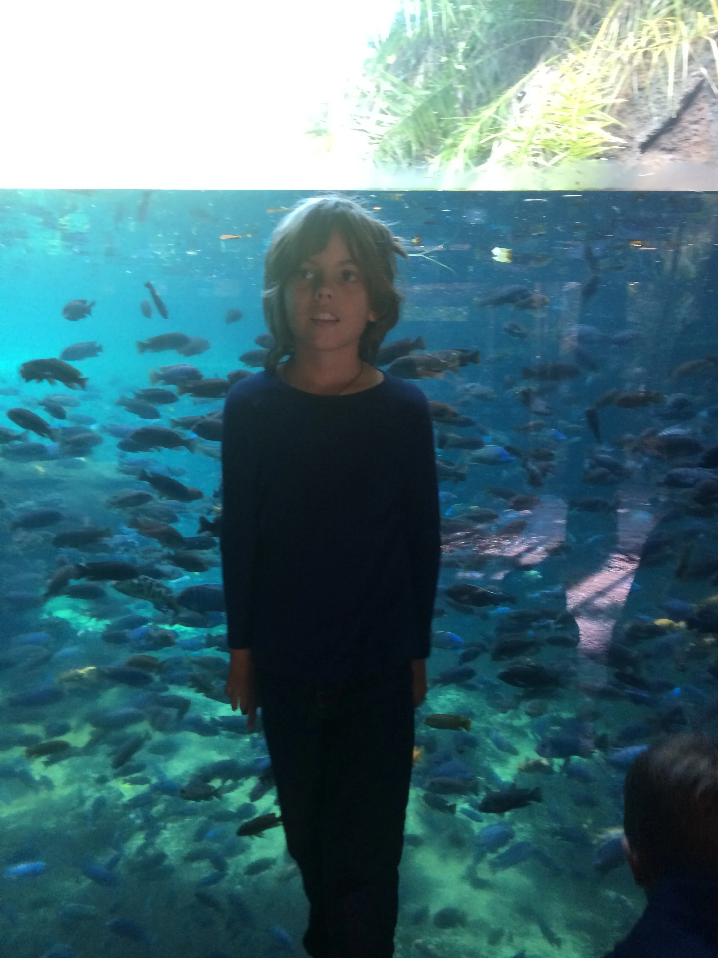 there is a hippopotamus lying behind me. we ewent on the Kilimanjaro Safari. We saw a tower of giraffes, elephants, lions and cheeters, rhinoceros's. We saw a Komodo dragon