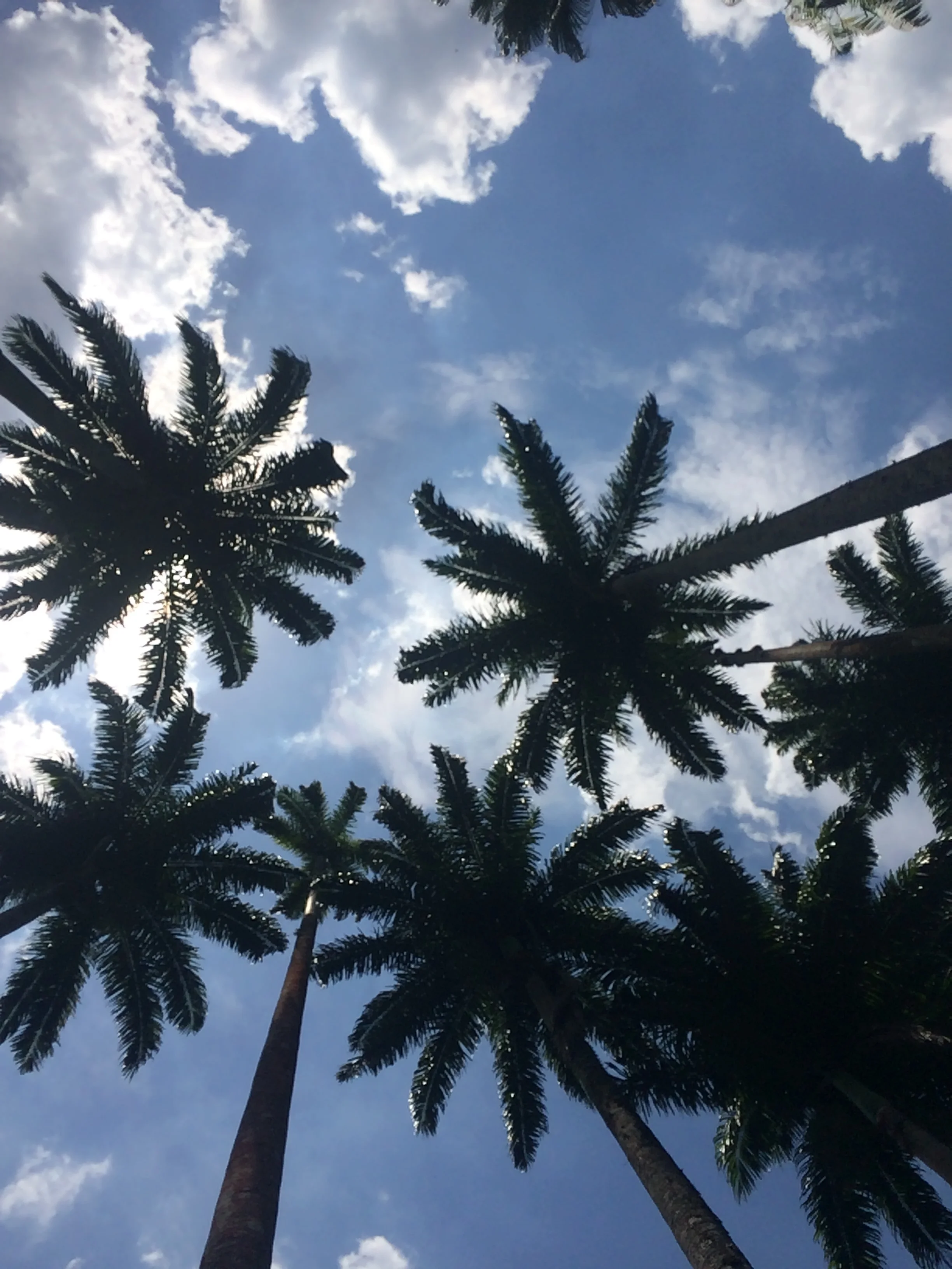 Also there were huge palm trees. 10 times big as me which was cool. 