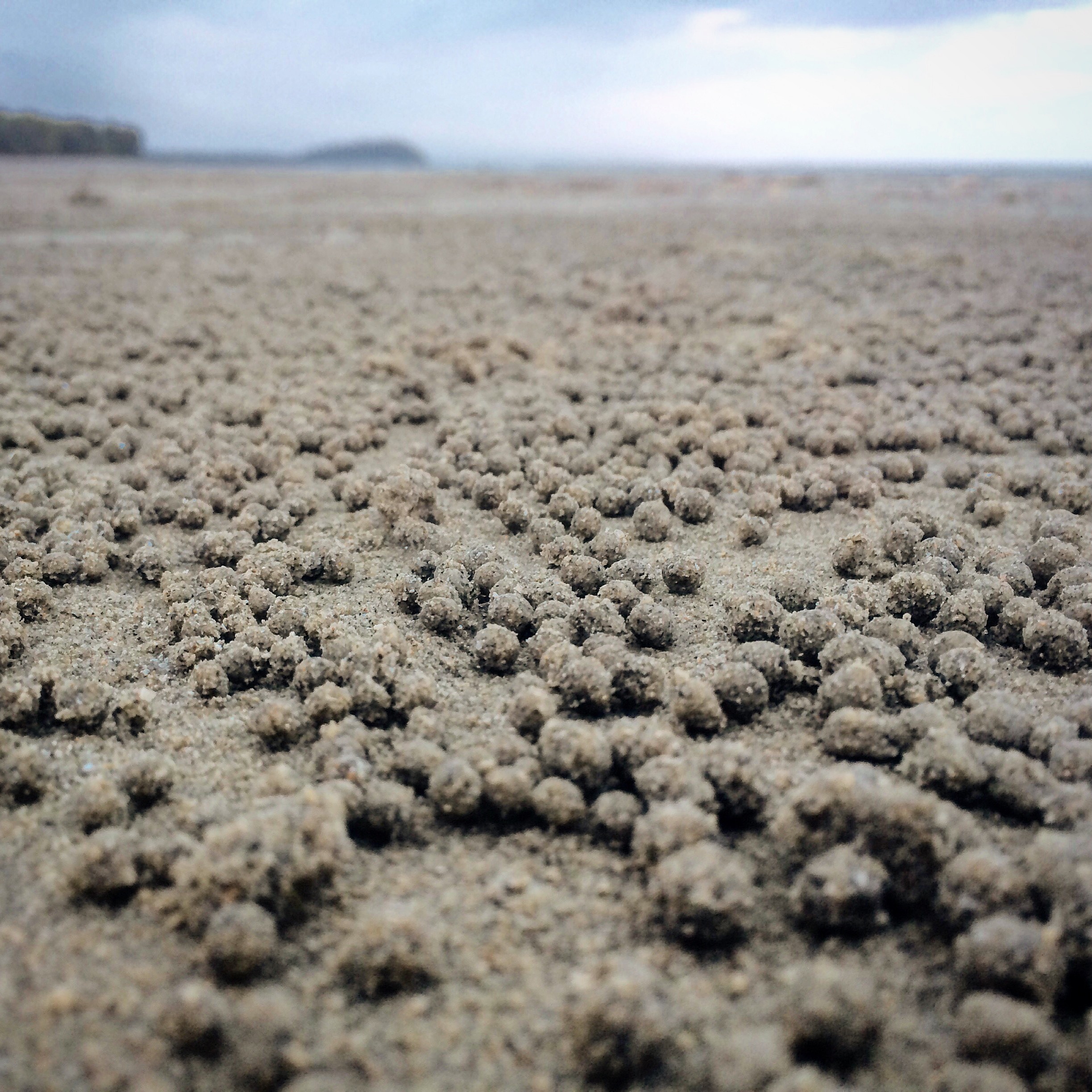 meditate on the little crabs making patterns on fourmile beach