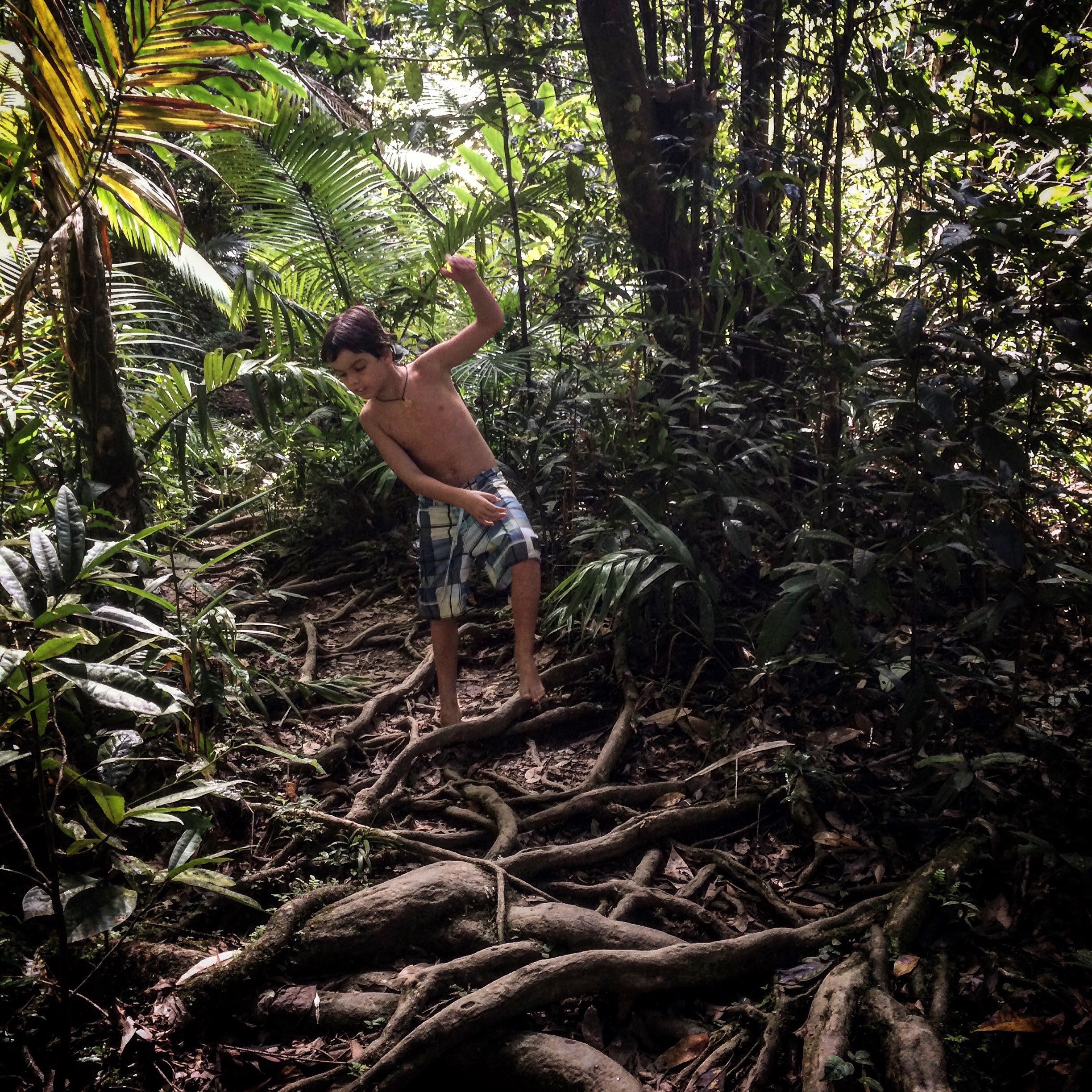 Explore the Daintree Rainforest, just north of Port Douglas