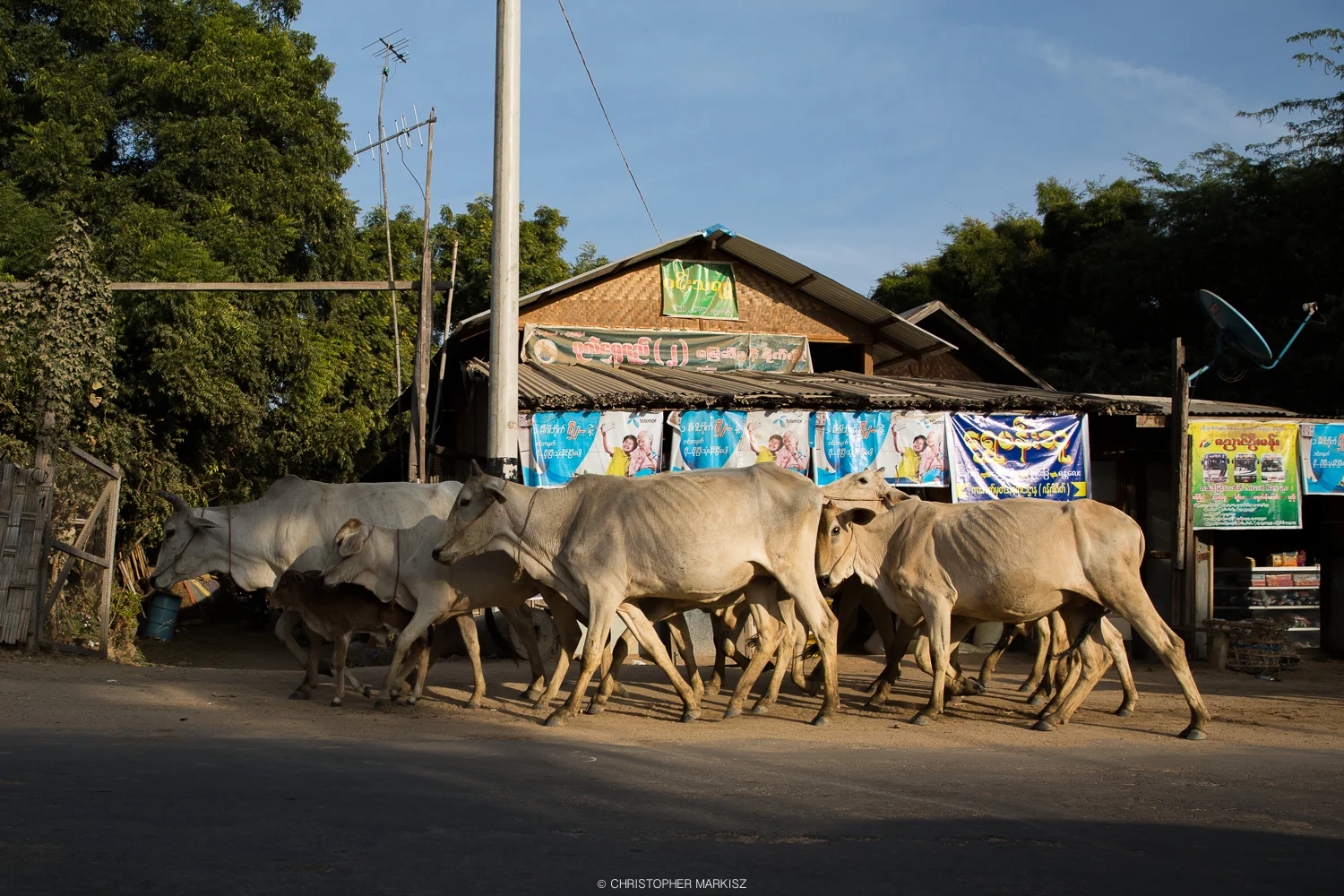 A herd of cattle on a road near Bagan, Myanmar.