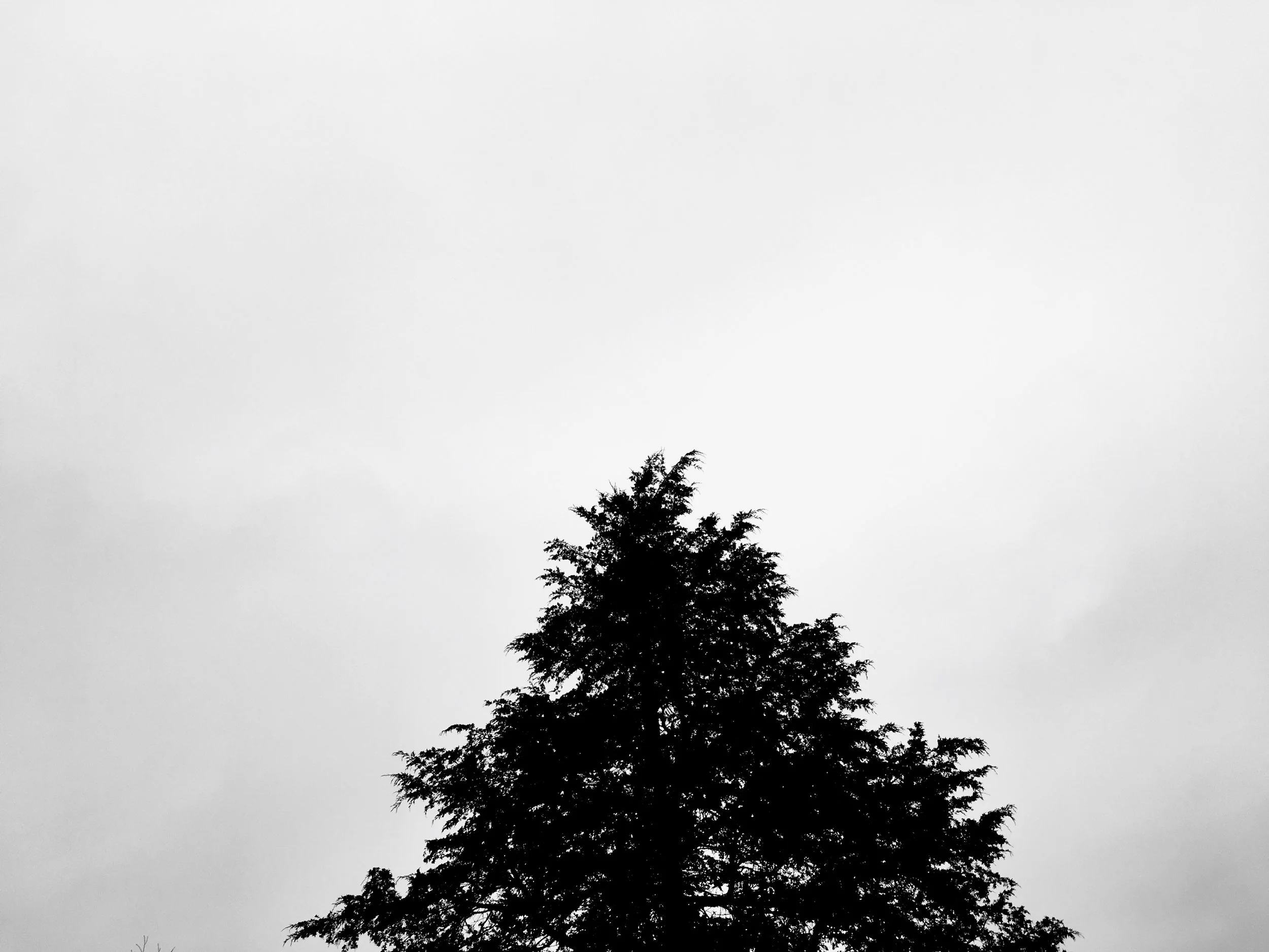 IMG_1505.jpg
