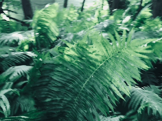 IMG_6205.gif
