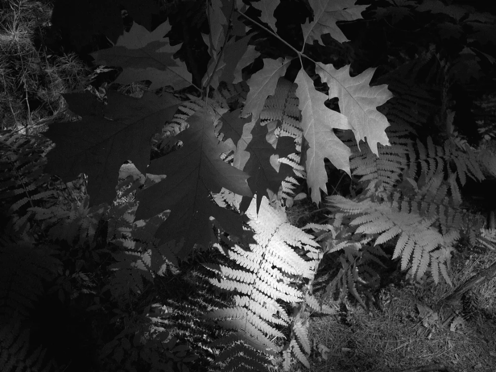 Leaves in Light