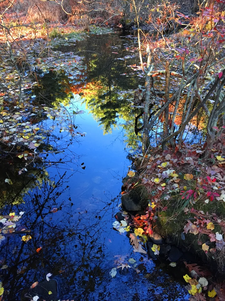 Fall Reflections