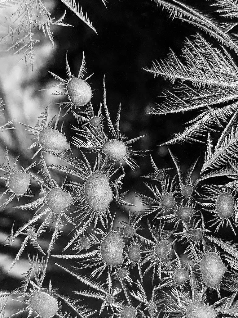 Chrysanthemum Frost