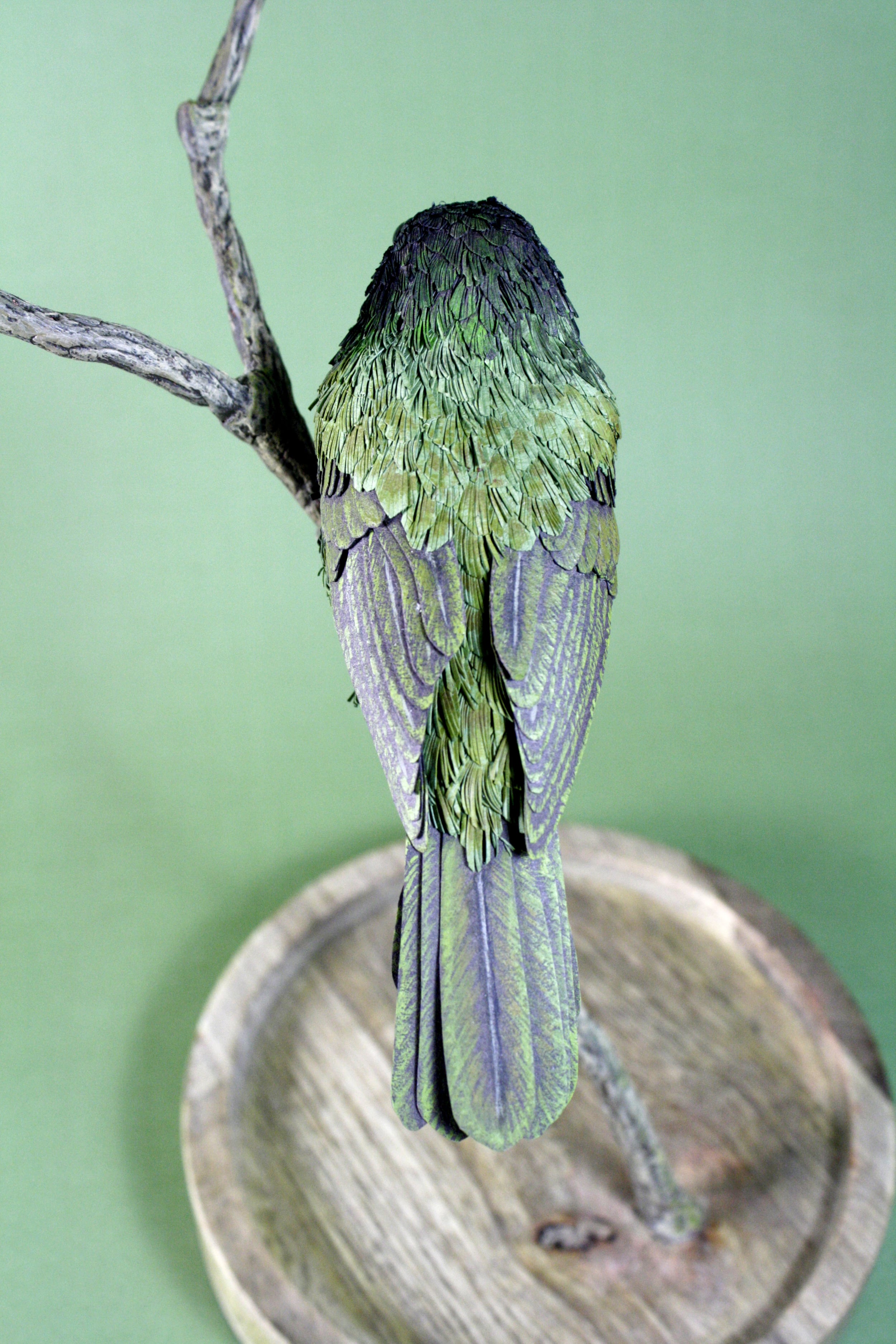 Blackfacedgrassquit14.jpg