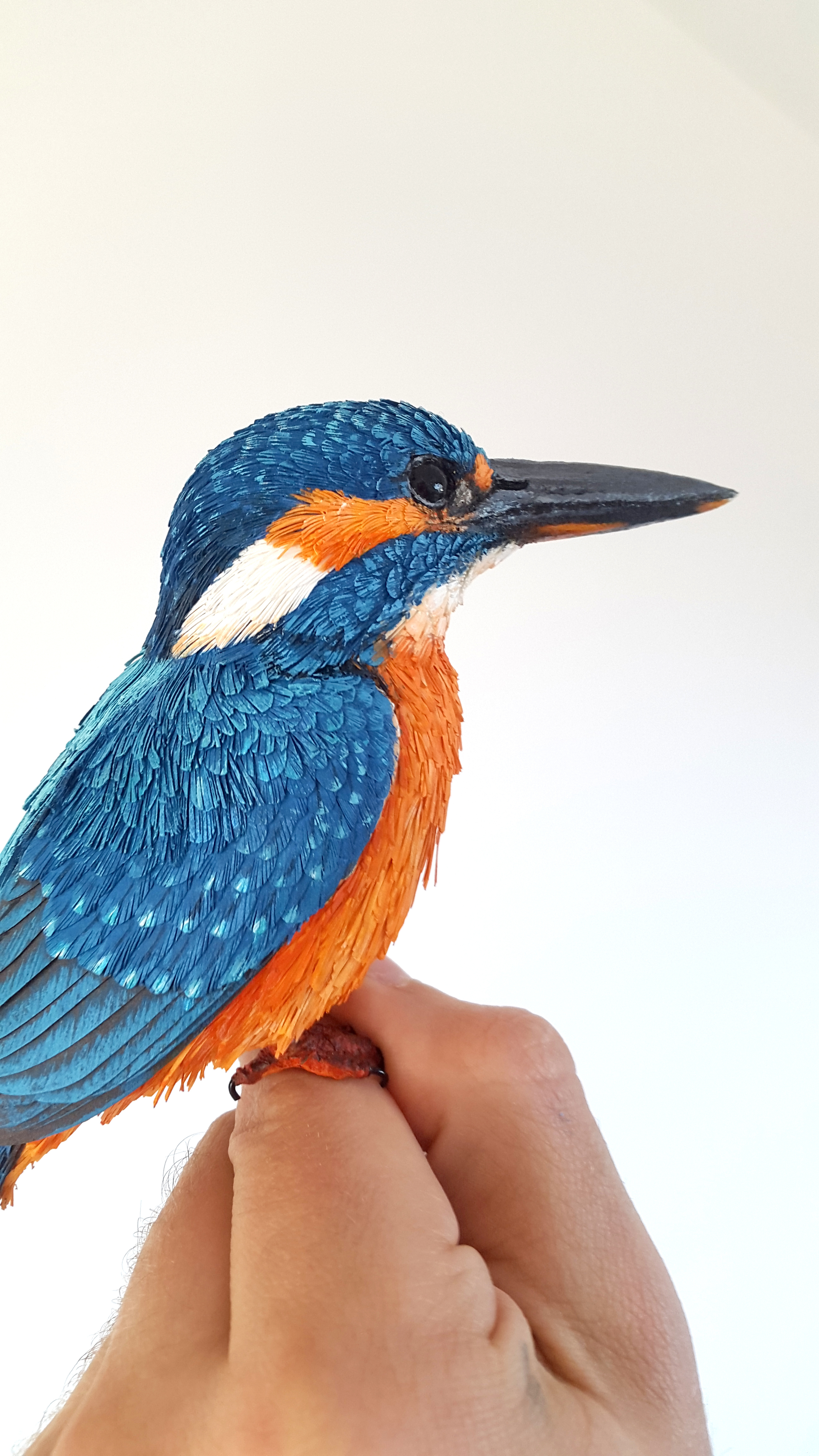 common kingfisher3.jpg