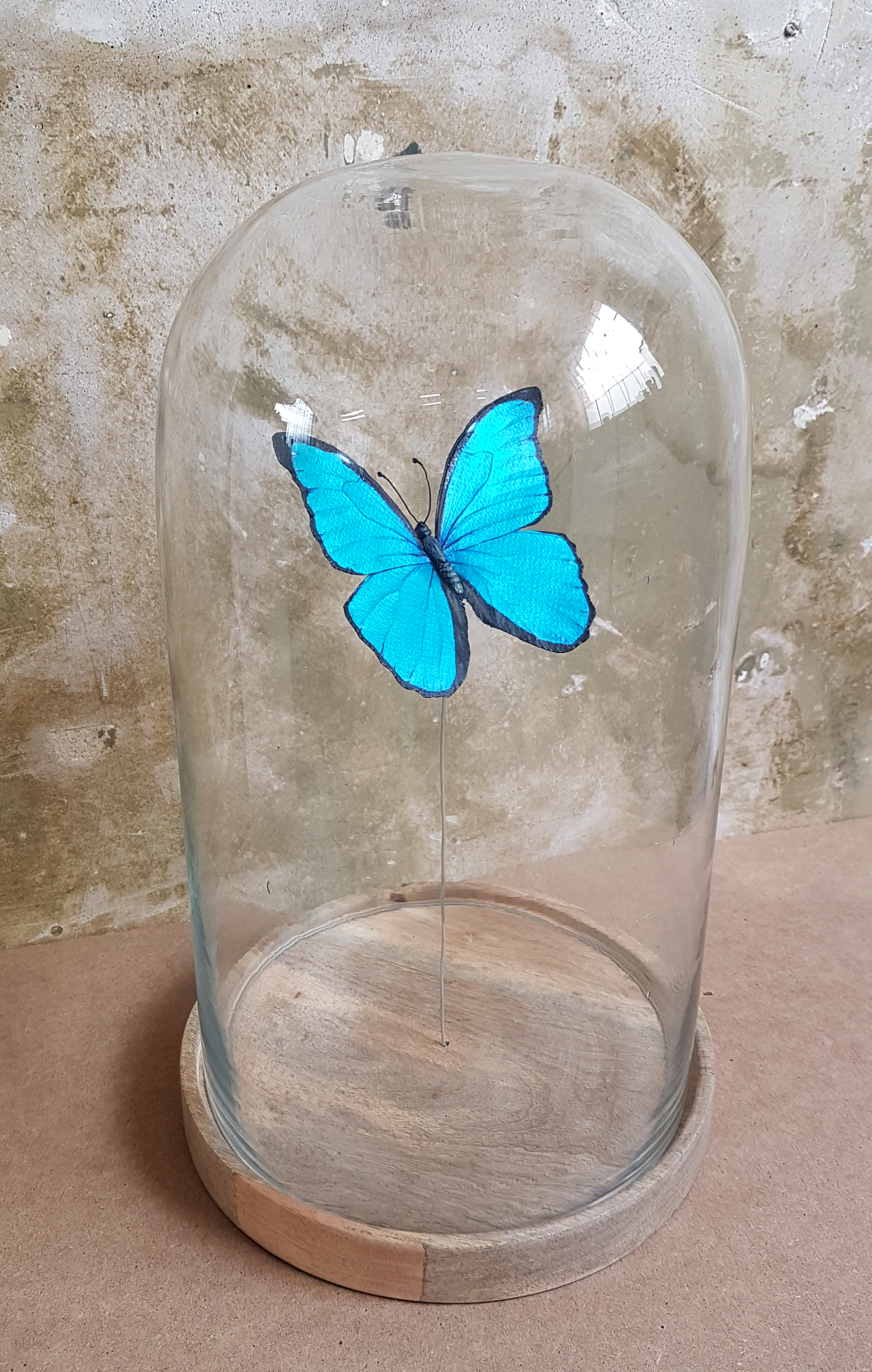 blue morpho3.jpg