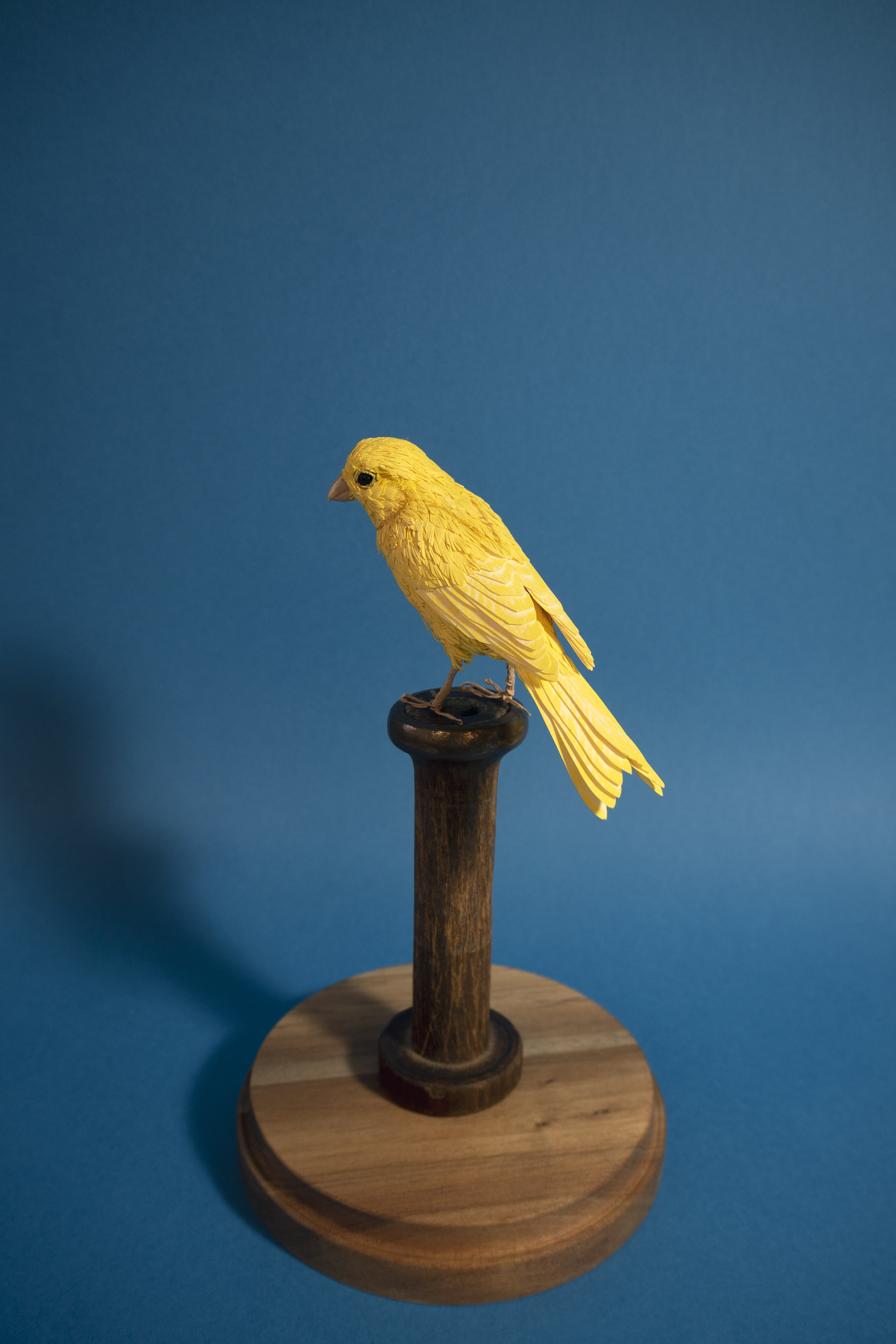canary1.jpg