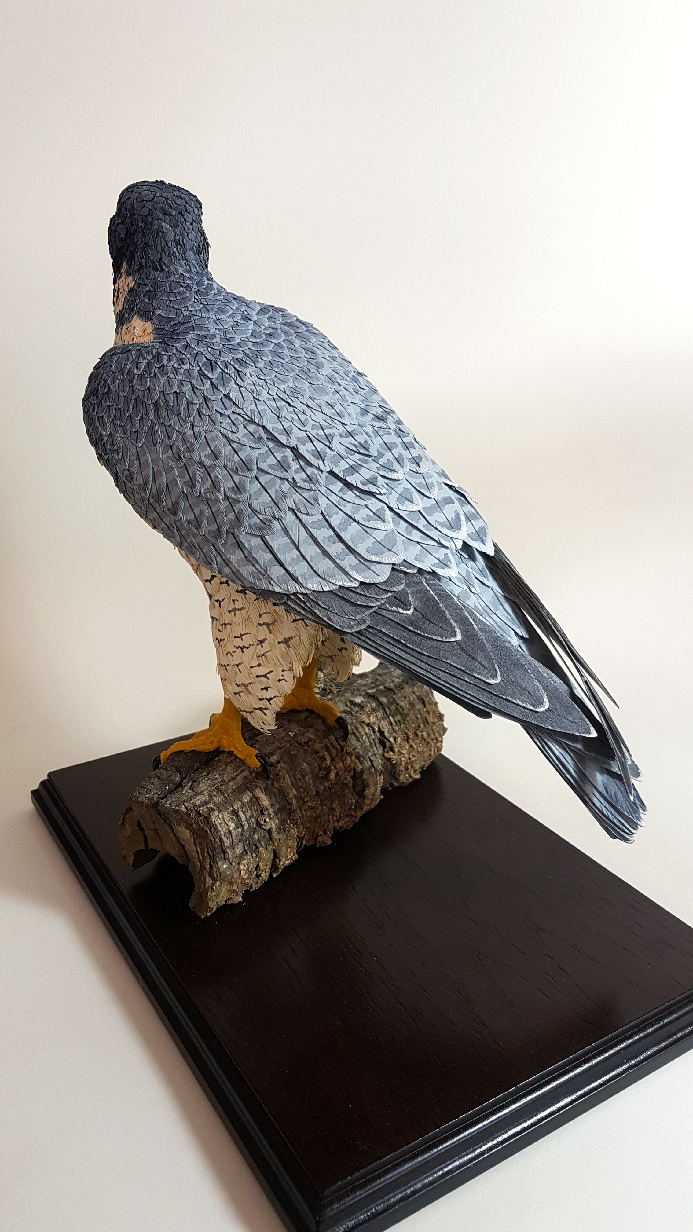 peregrine8.jpg