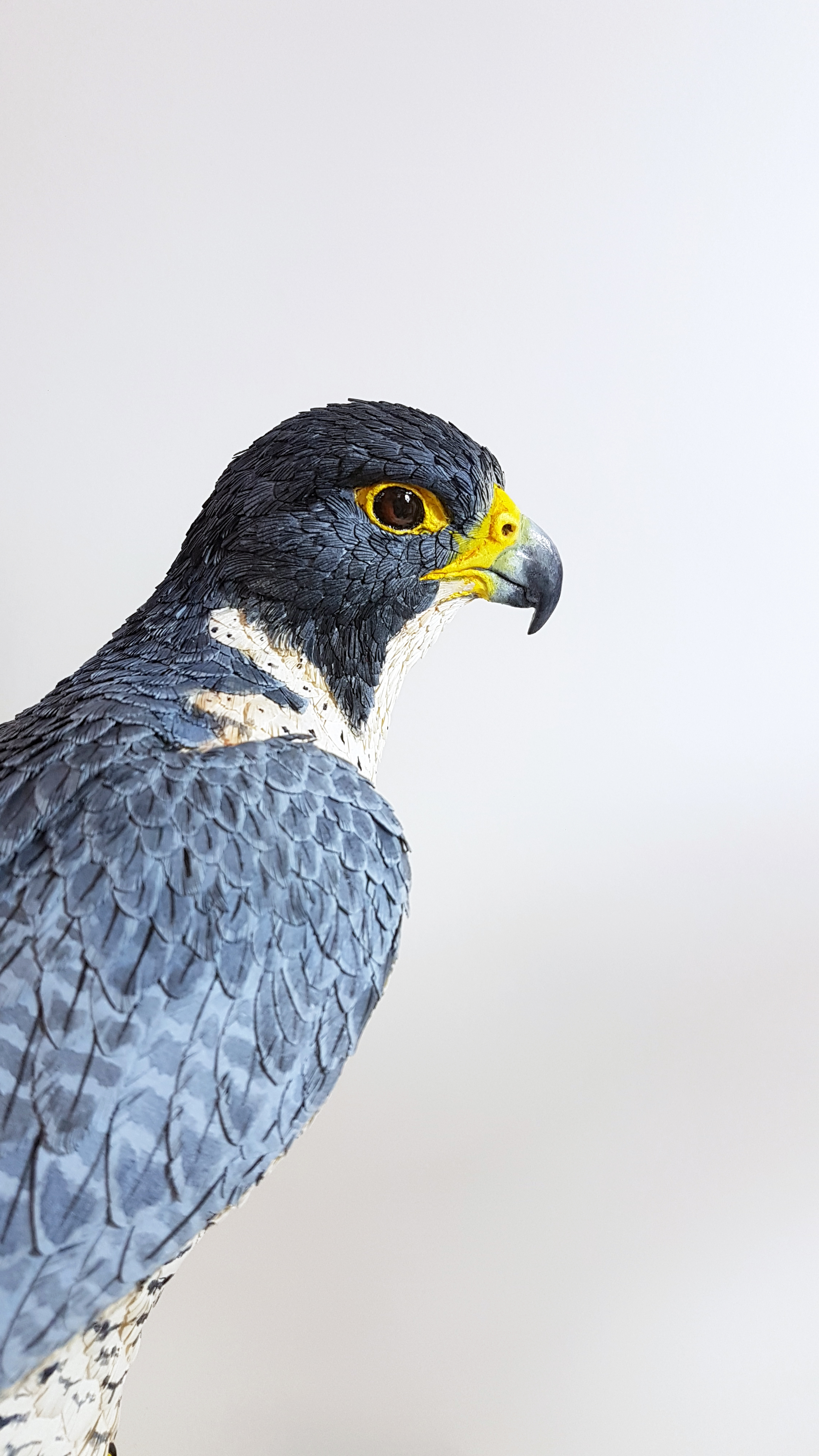 peregrine4.jpg