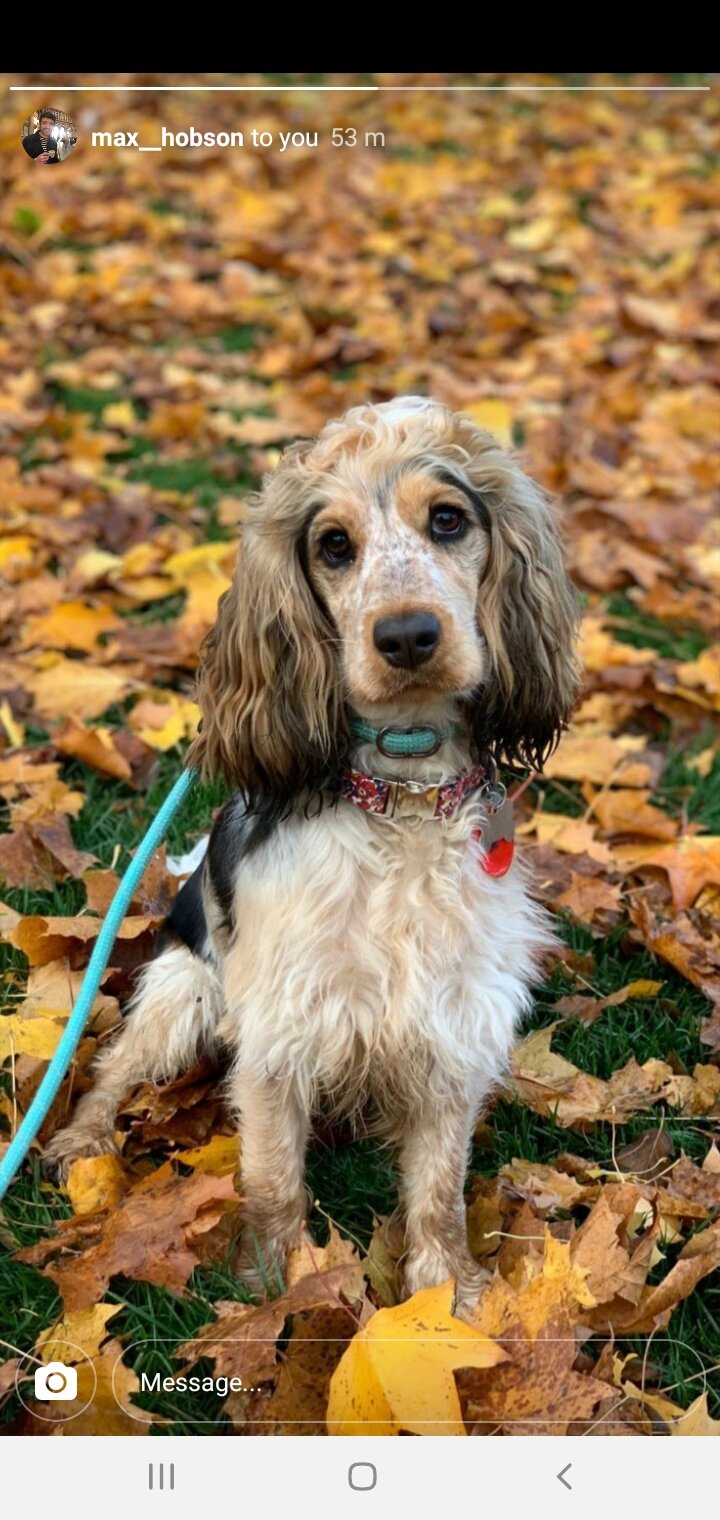 Handmade wire Cocker Spaniel sculpture