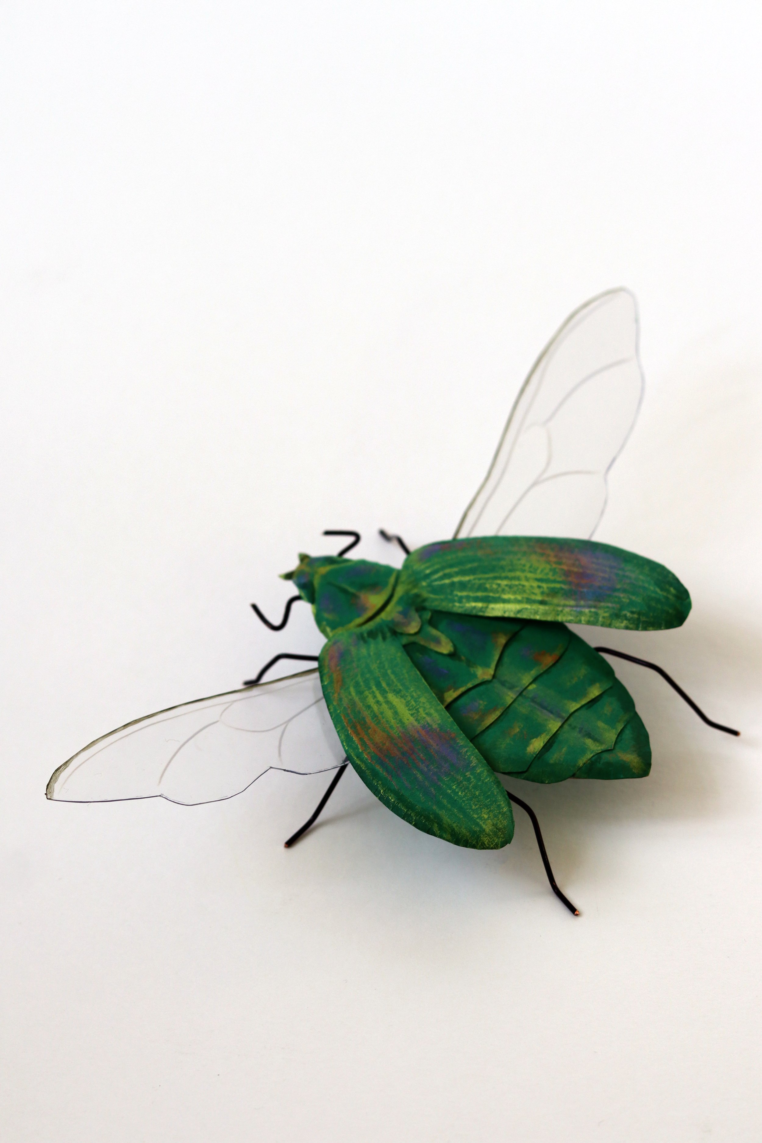 paper beetle3.jpg