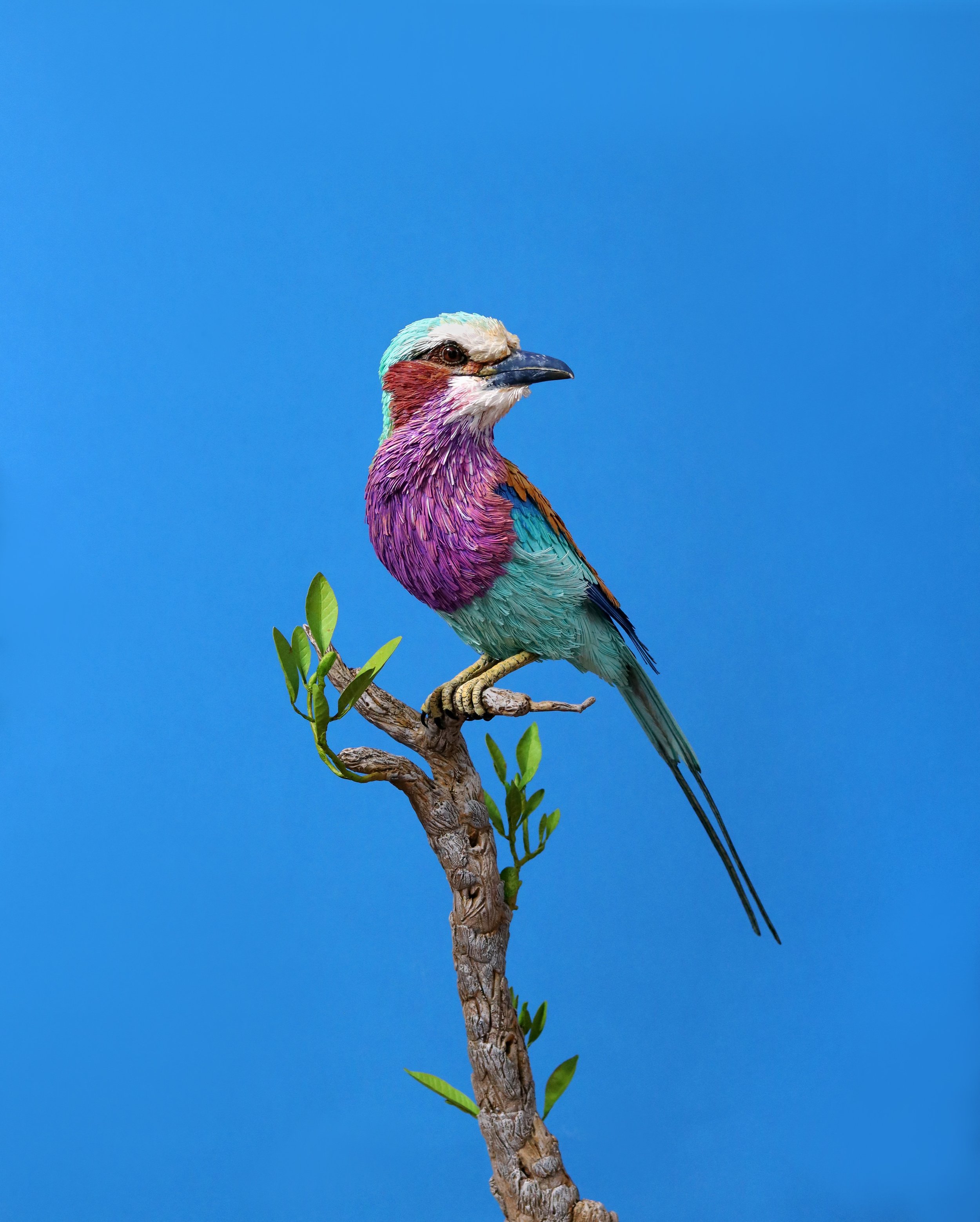 Lilac breasted roller 1.jpg