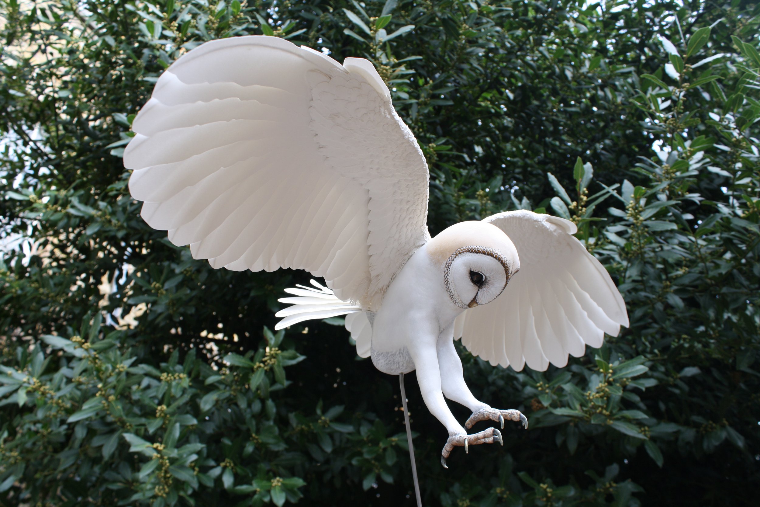 barn owl11.jpg