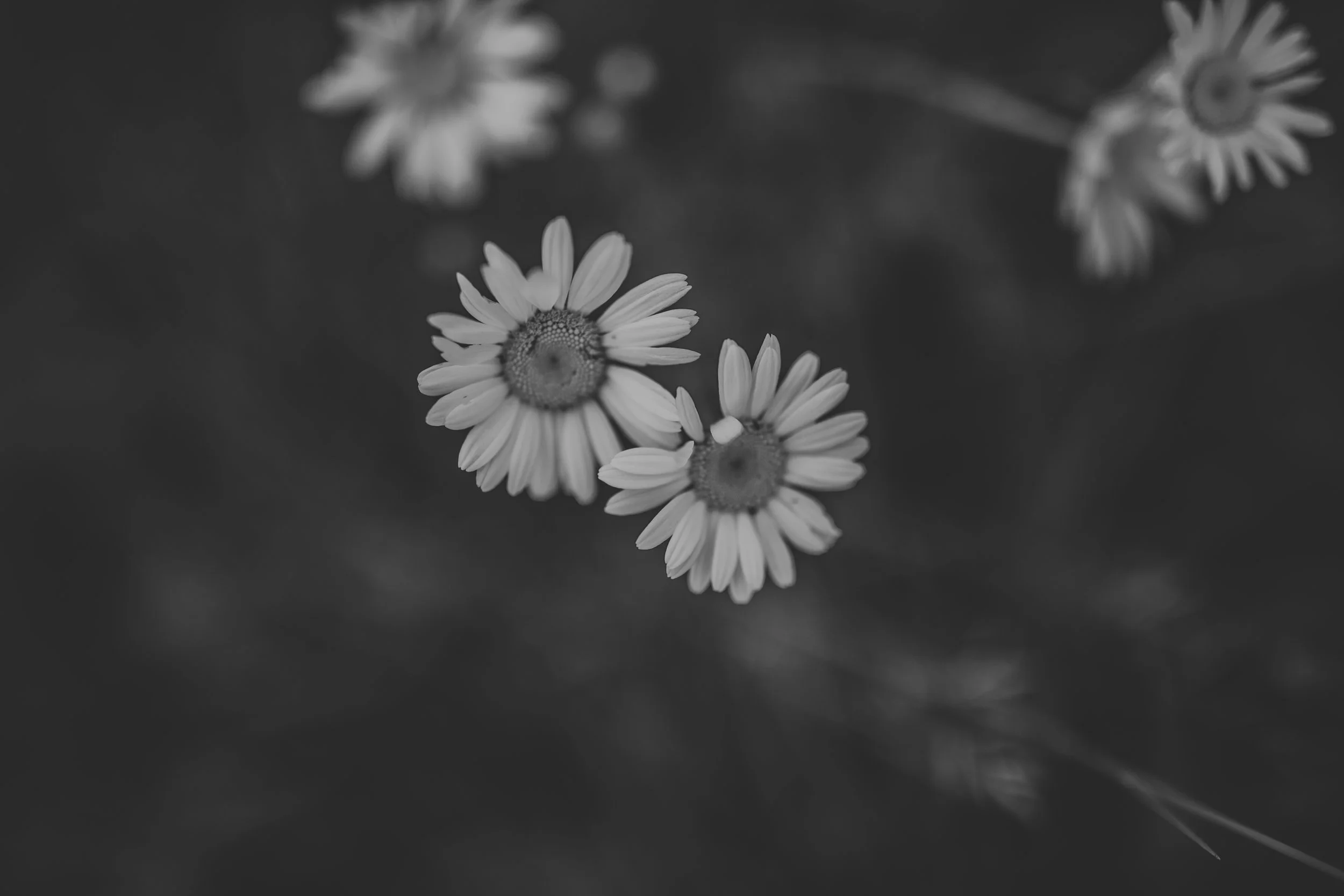 209A0112bw.jpg