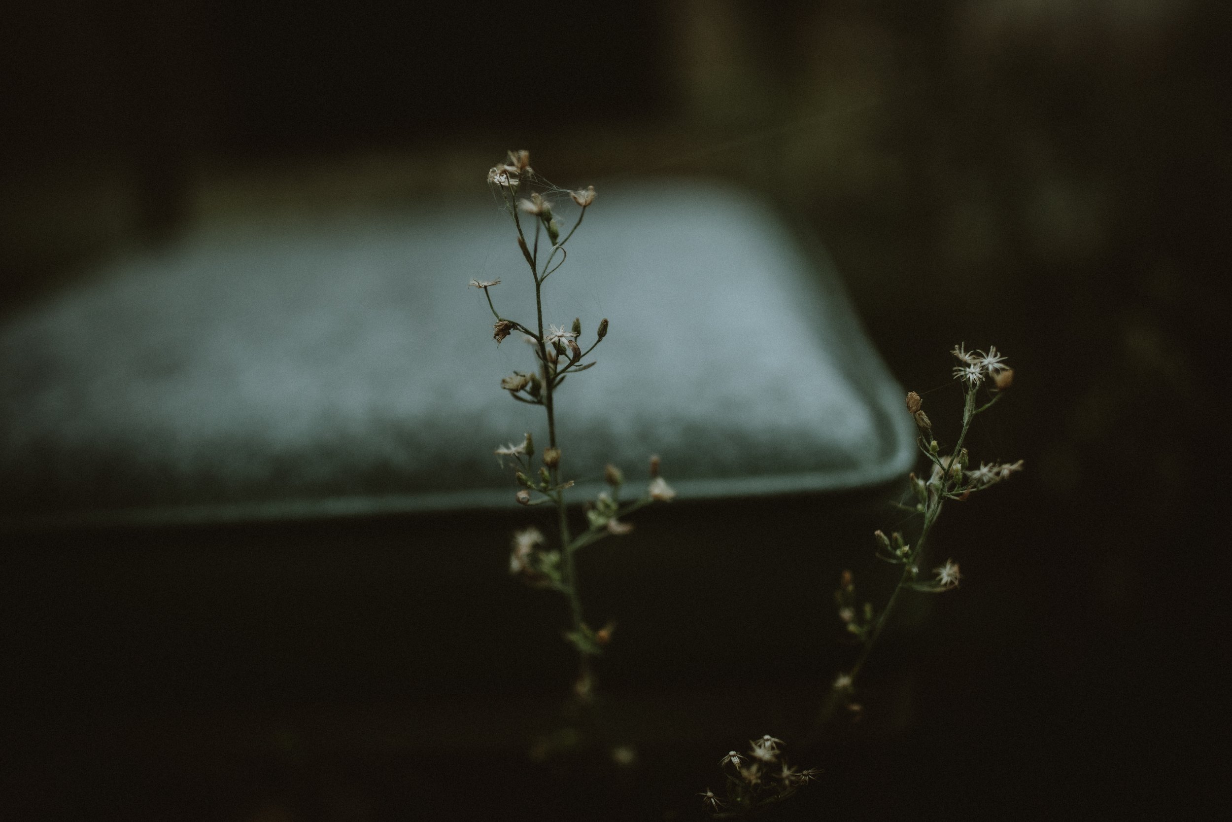 209A7005.jpg
