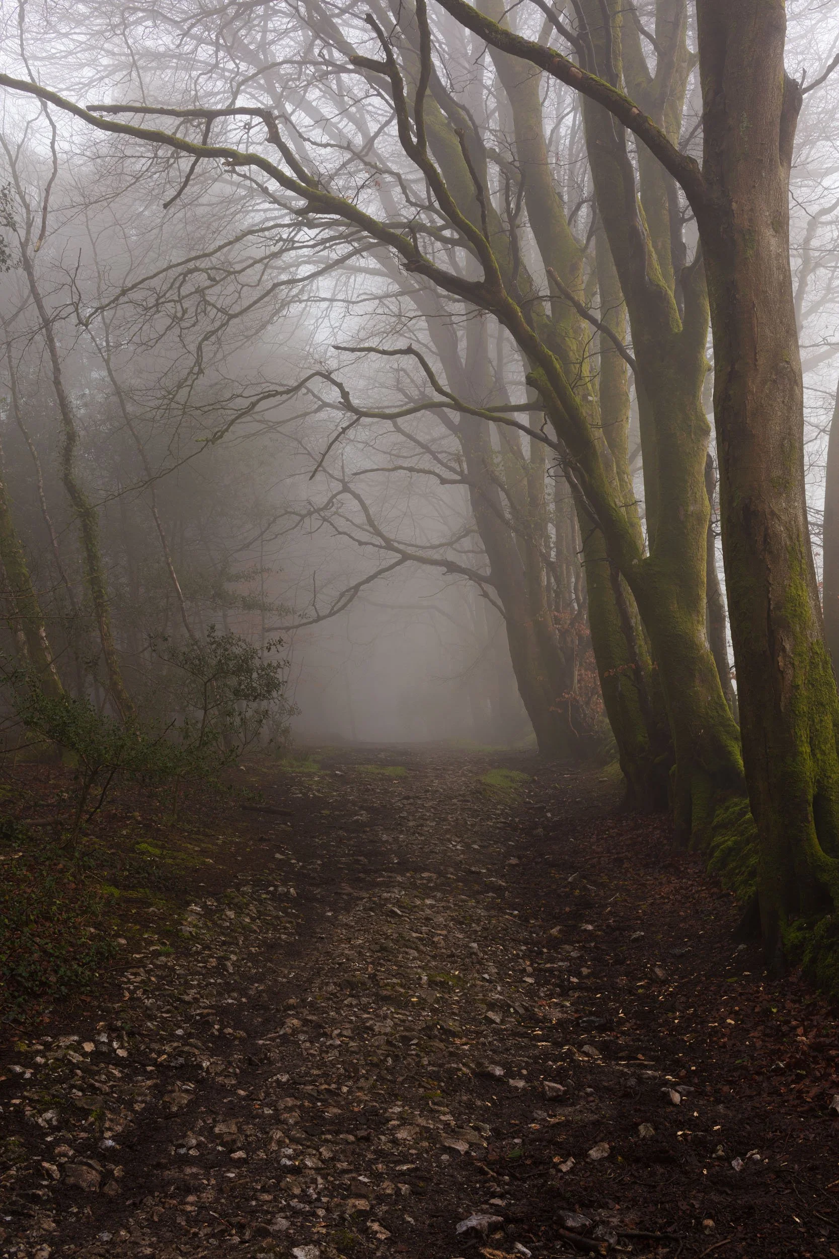 Charmouth Forest Mist-2.jpg