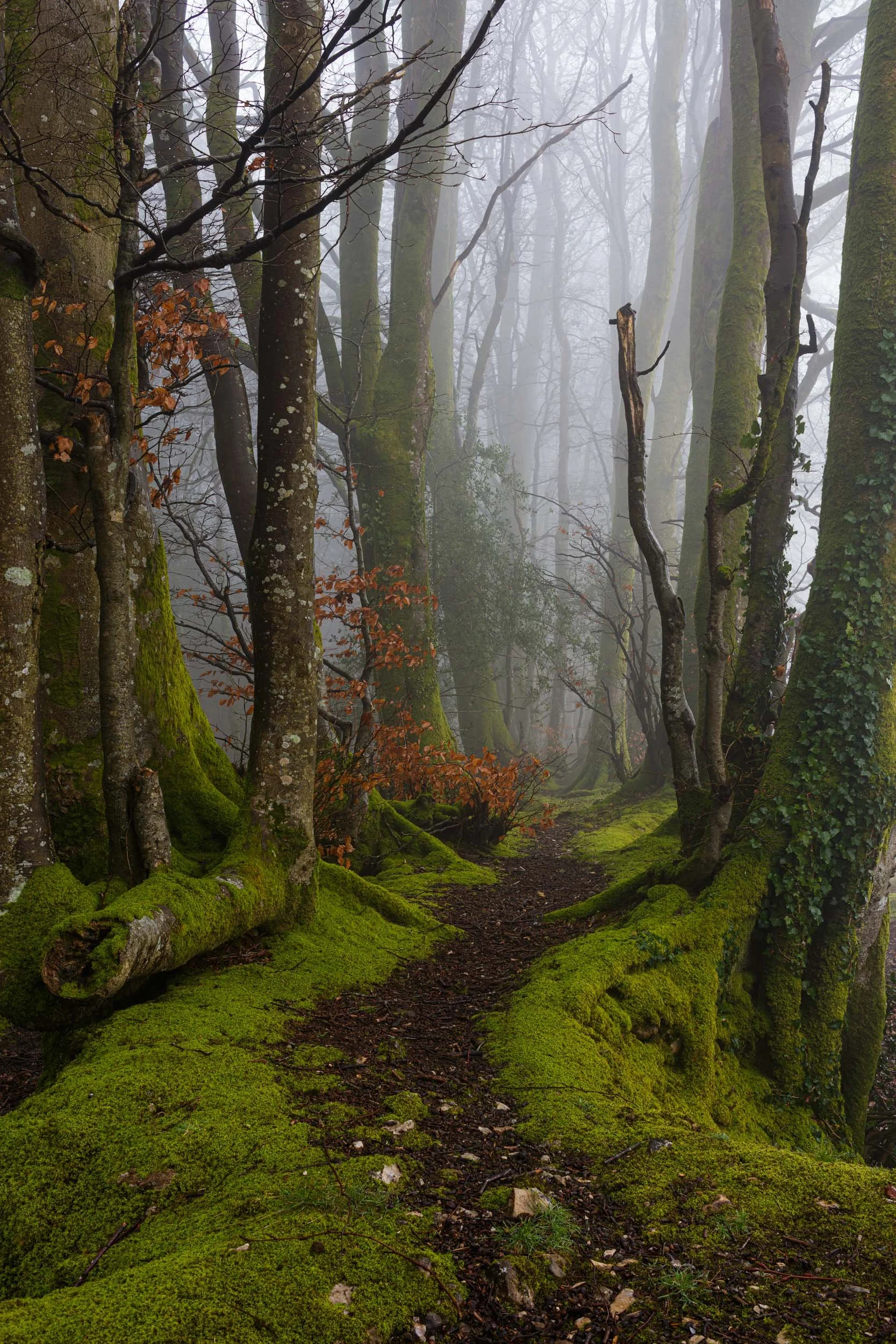 Charmouth Forest Mist-5.jpg