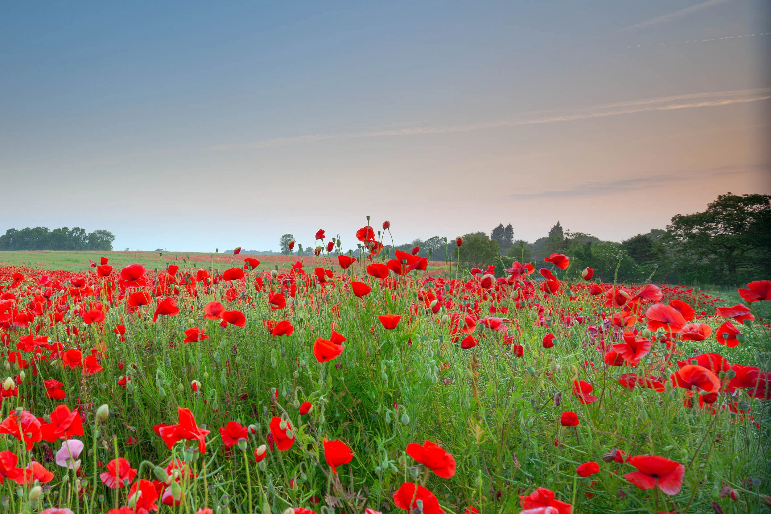 Failand Poppies. Somerset.