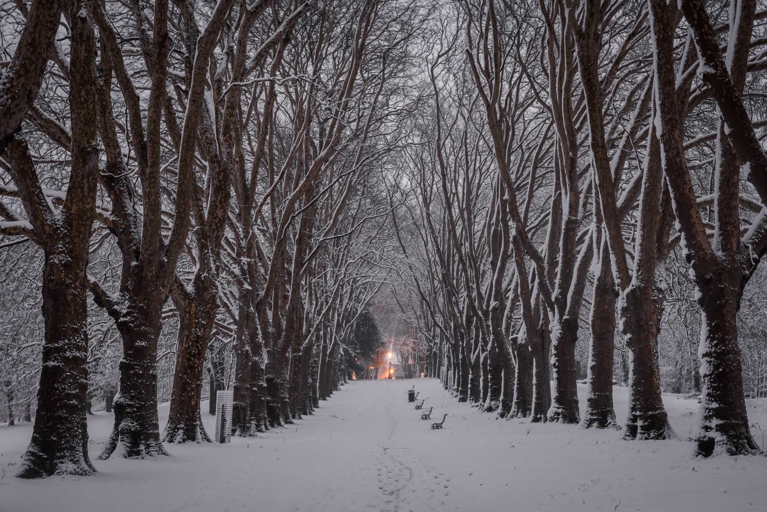 Avenue Of Trees-Bristol