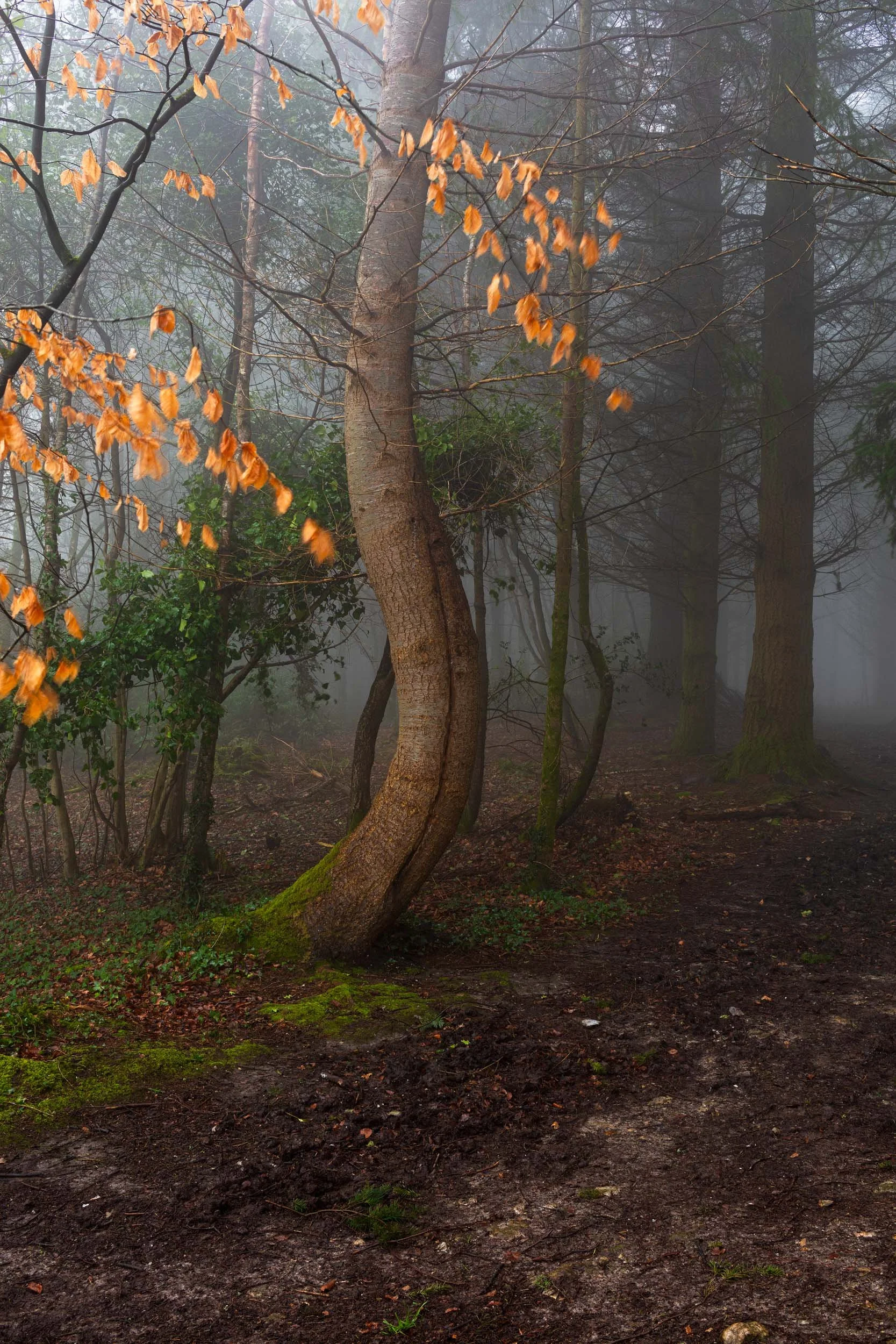 Charmouth Forest Mist-7.jpg