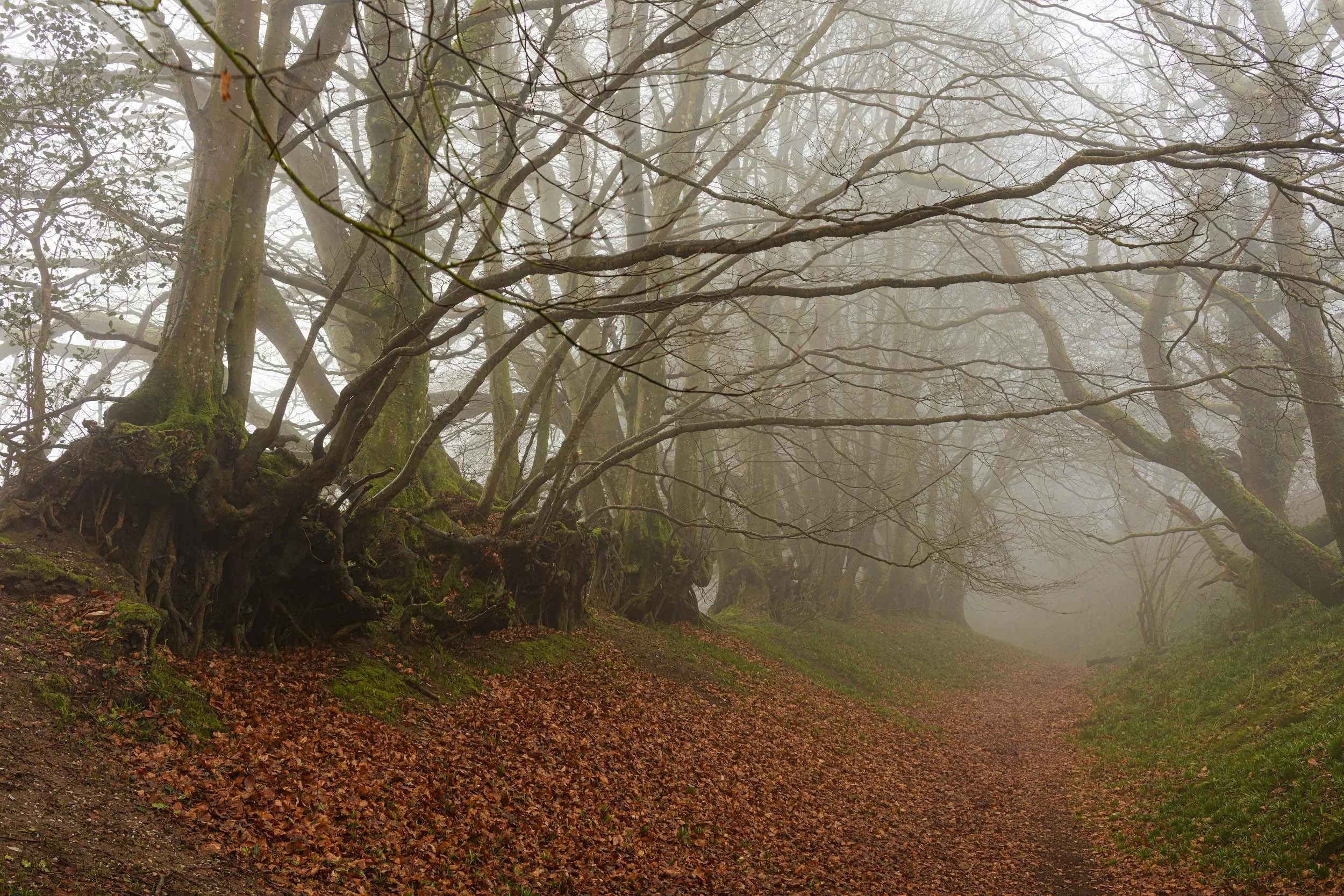 Coney`s Castle. Dorset.