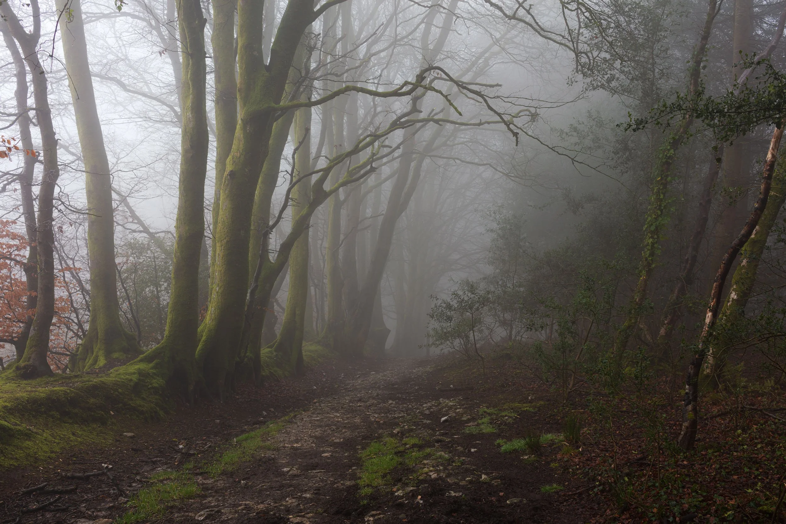 Charmouth Forest Mist-4.jpg