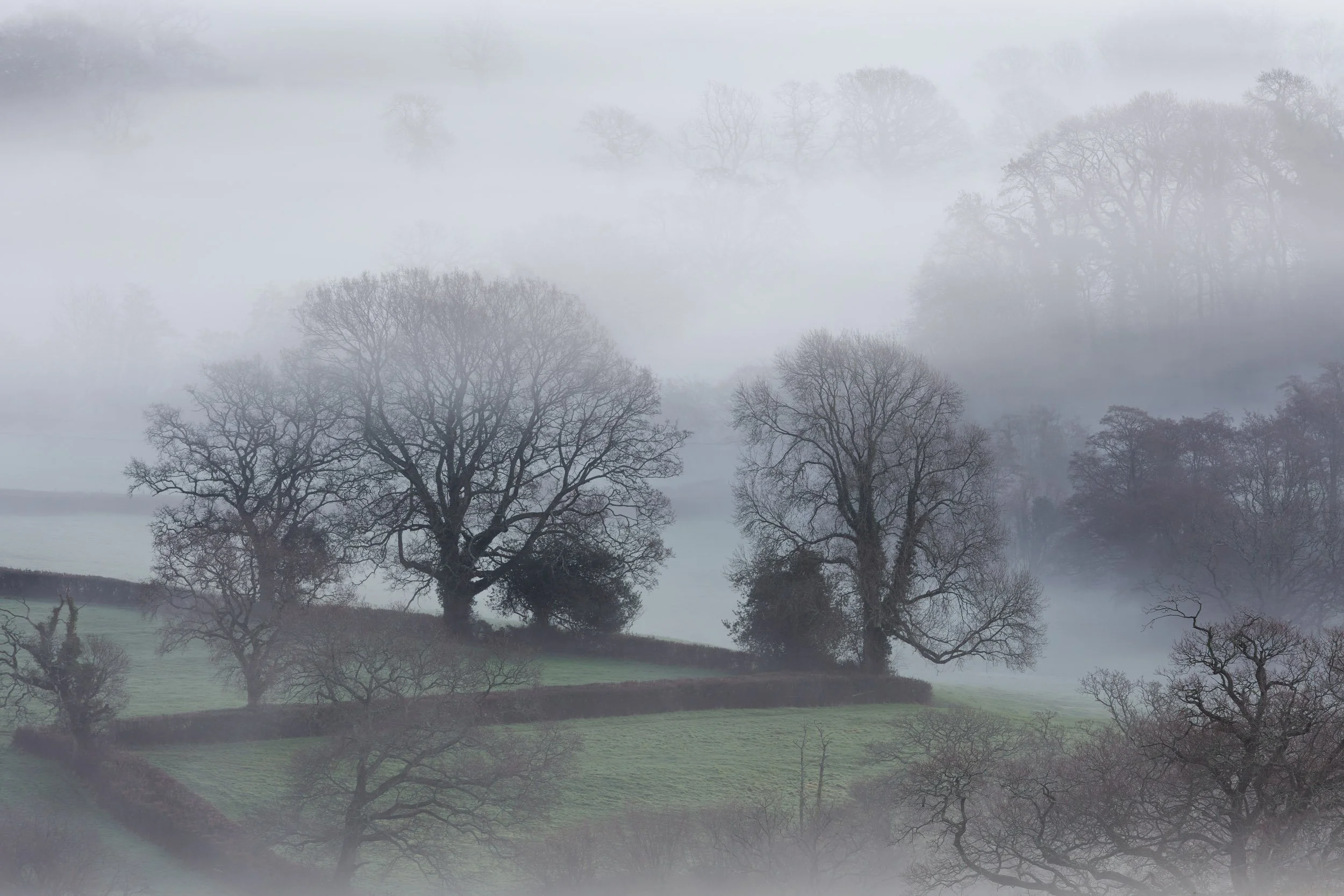 Trees In The Mist.