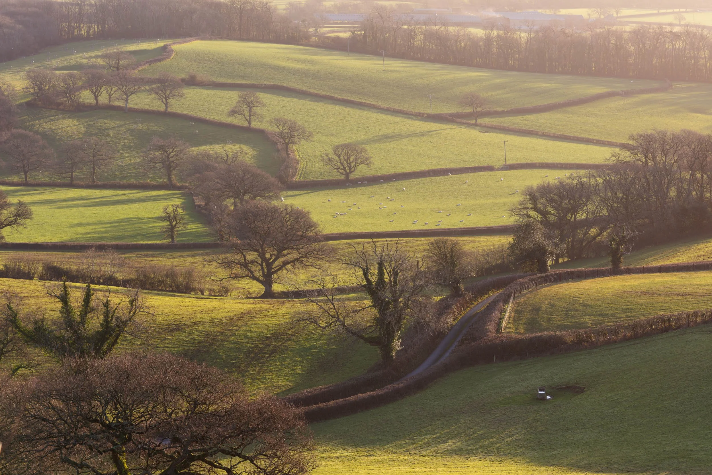 Dorset Winter Lane-.jpg