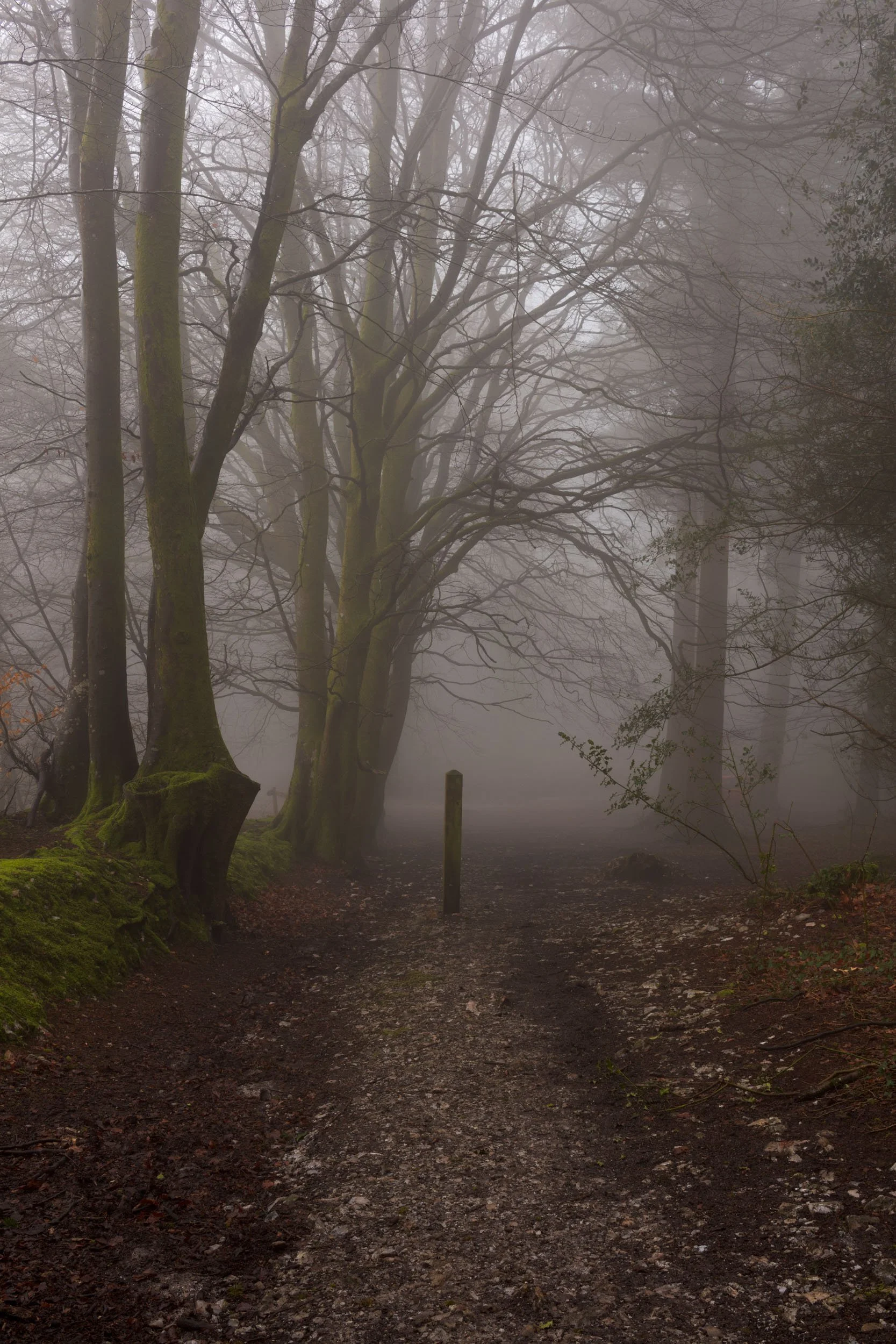 Charmouth Forest Mist-3.jpg