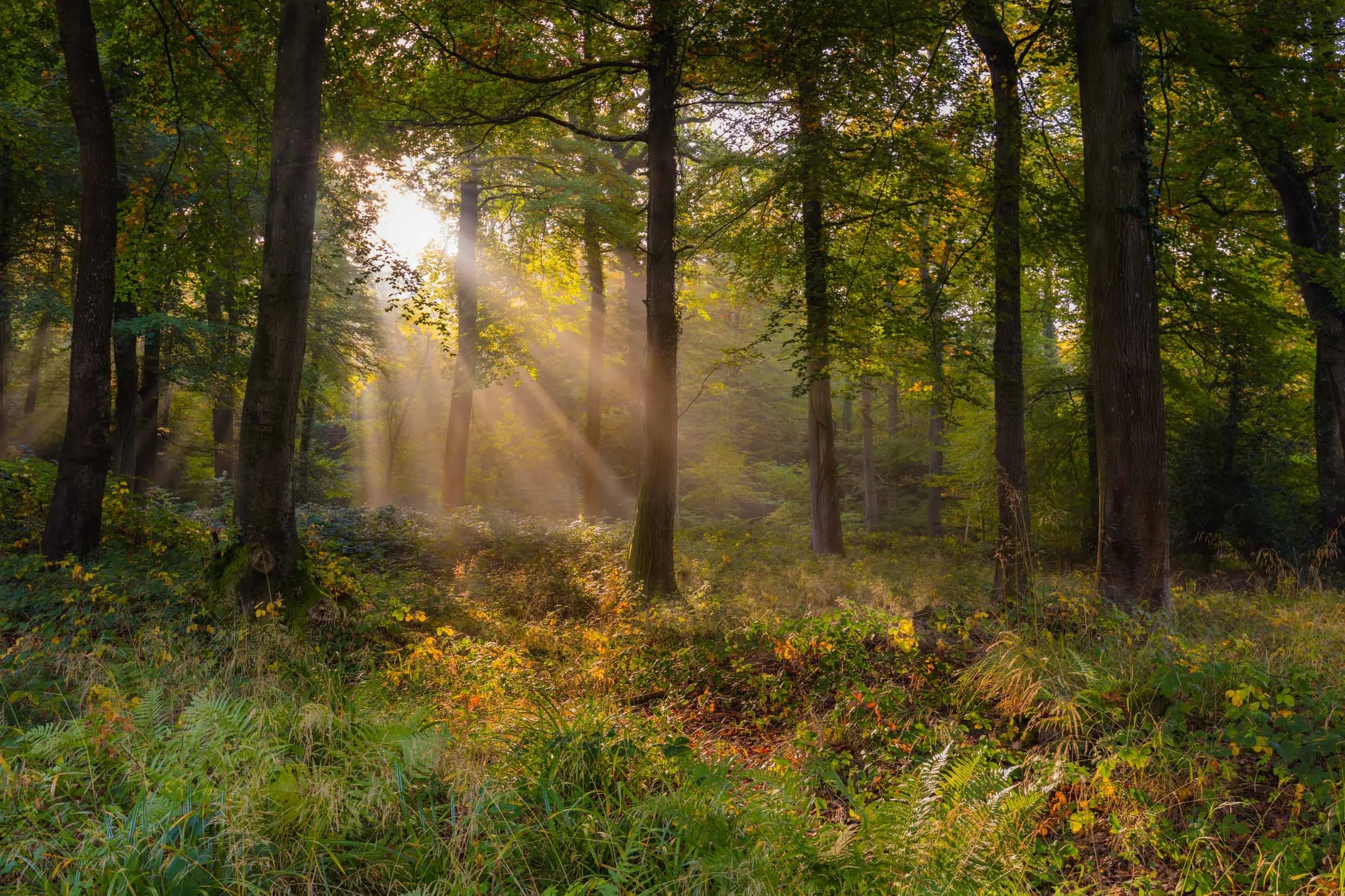 Forest Of Dean-Sunlight
