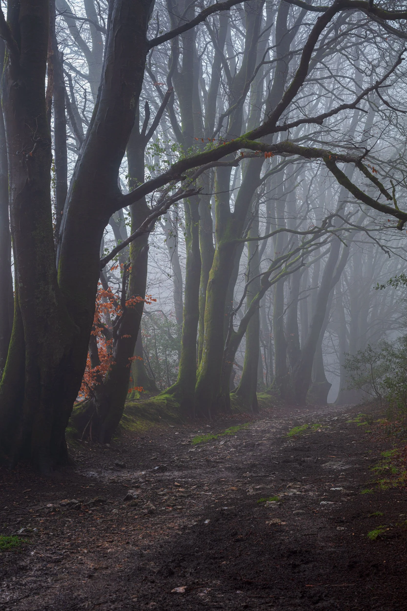Charmouth Forest. Dorset.