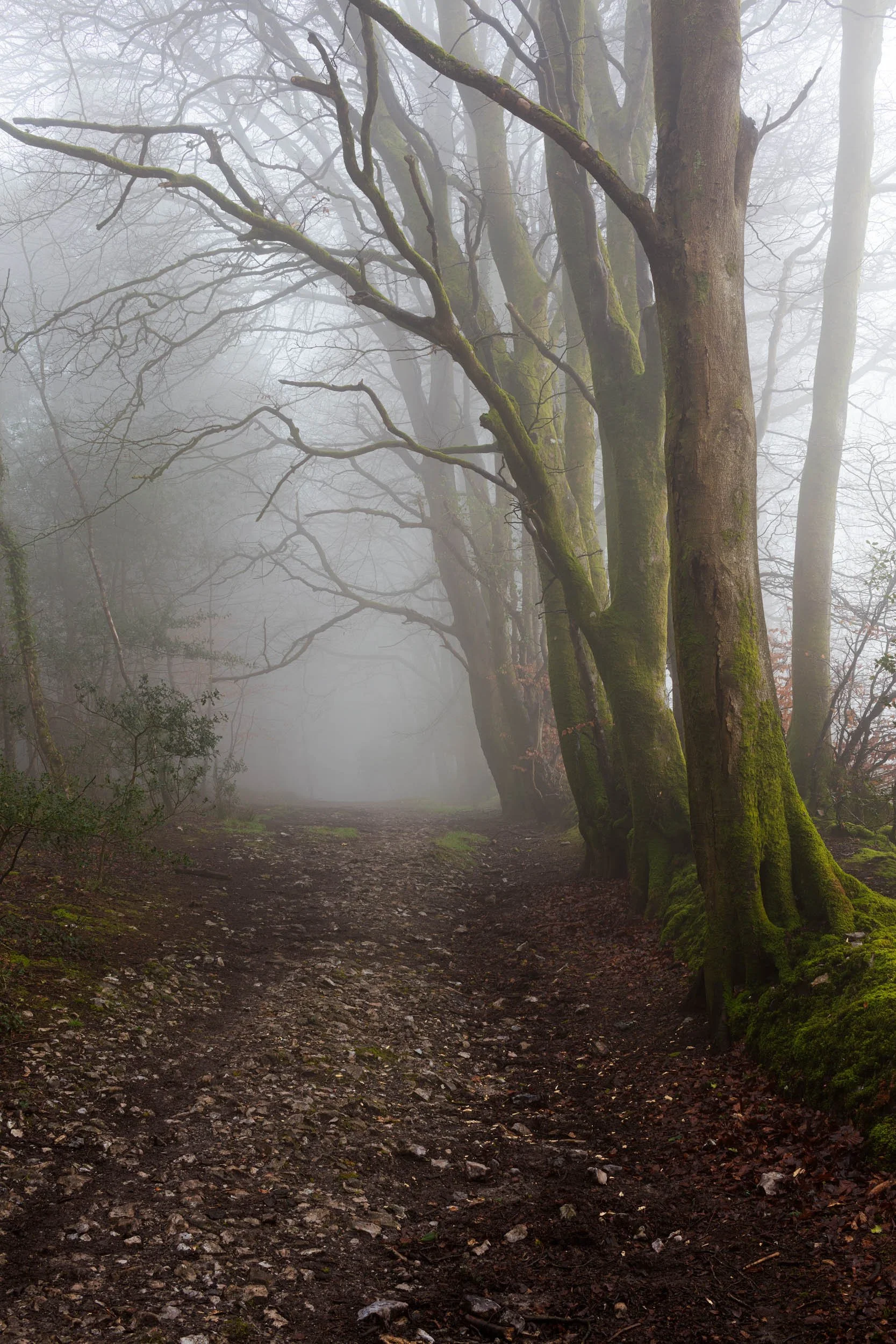 Charmouth Forest Mist.jpg