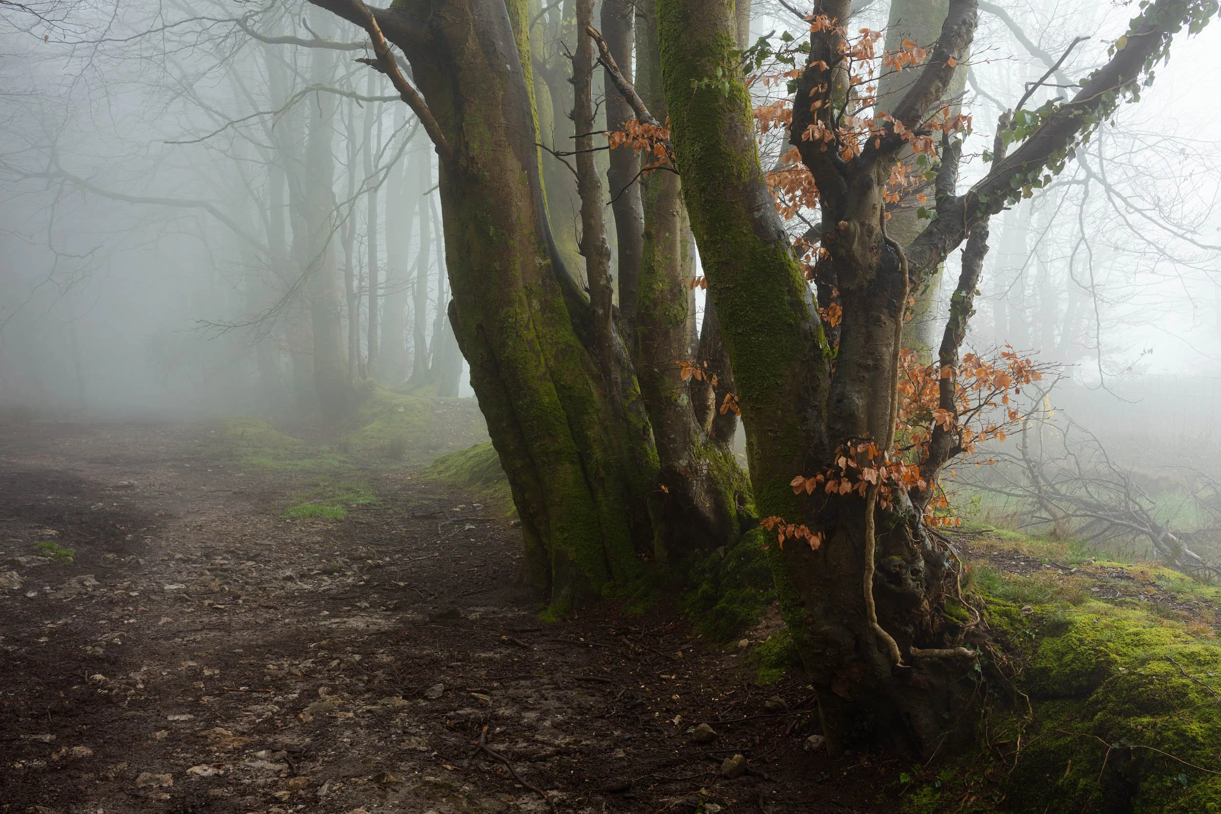 Charmouth Forest Mist-9.jpg
