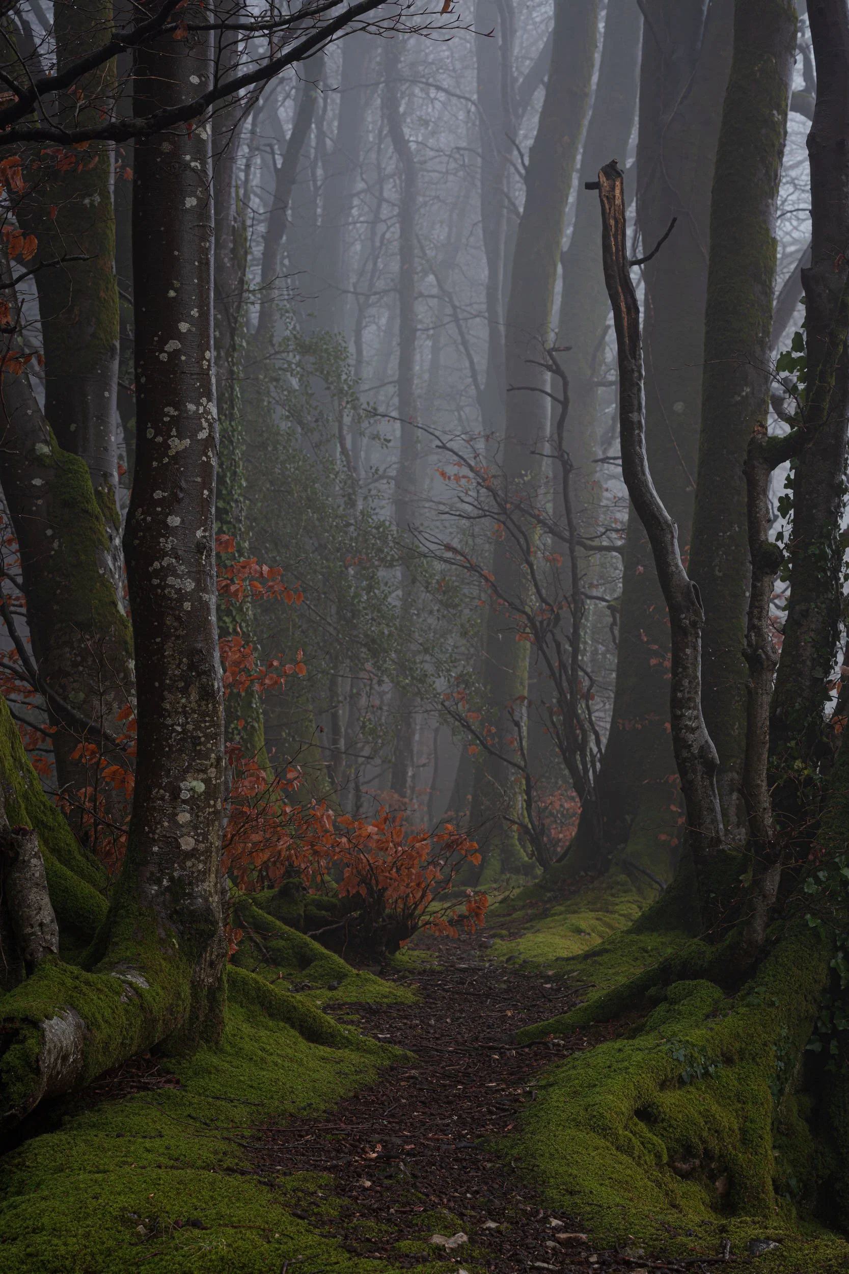 Charmouth Forest. West Dorset.