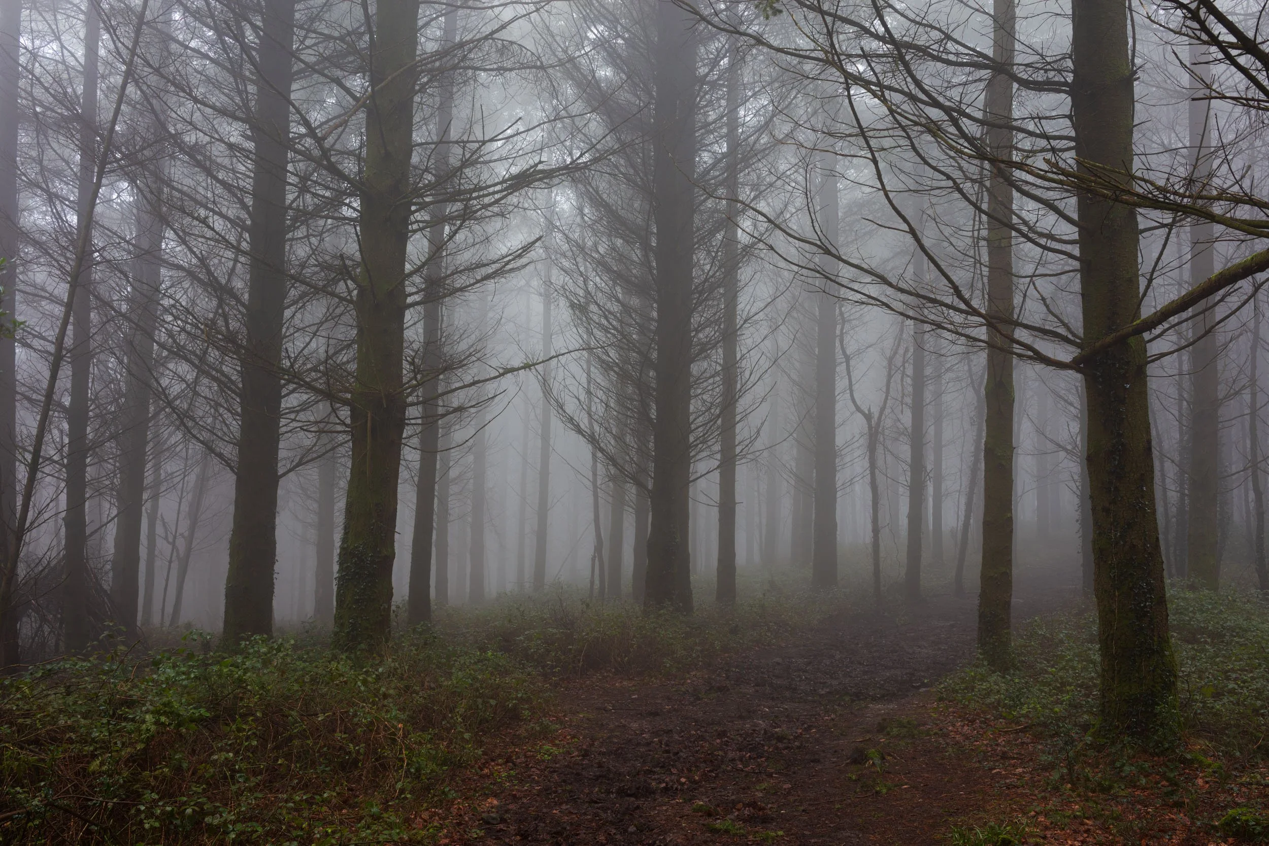 Charmouth Forest Mist-6.jpg