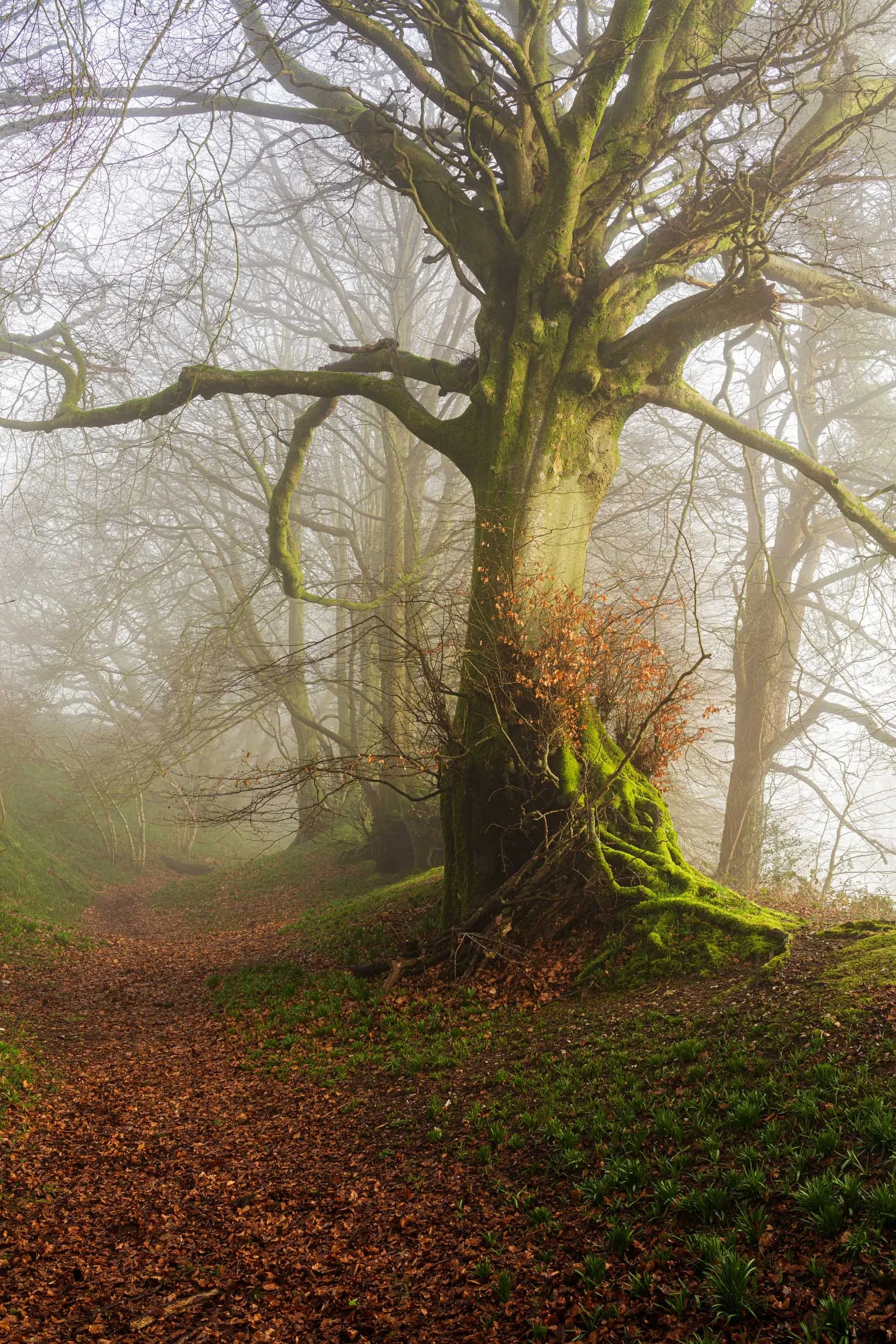 Coney`s Castle. Dorset.