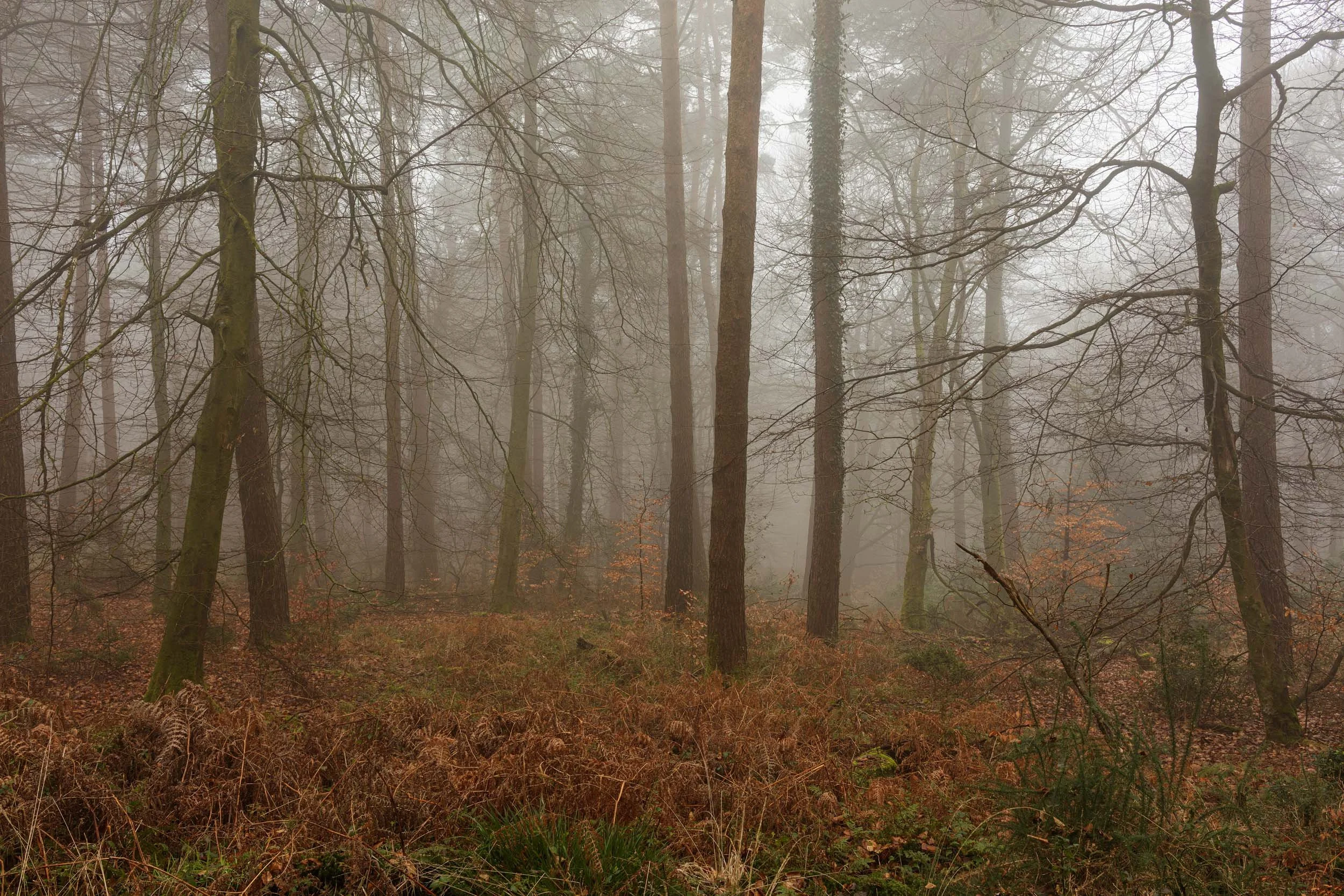 Wyld Warren. Charmouth Forest.
