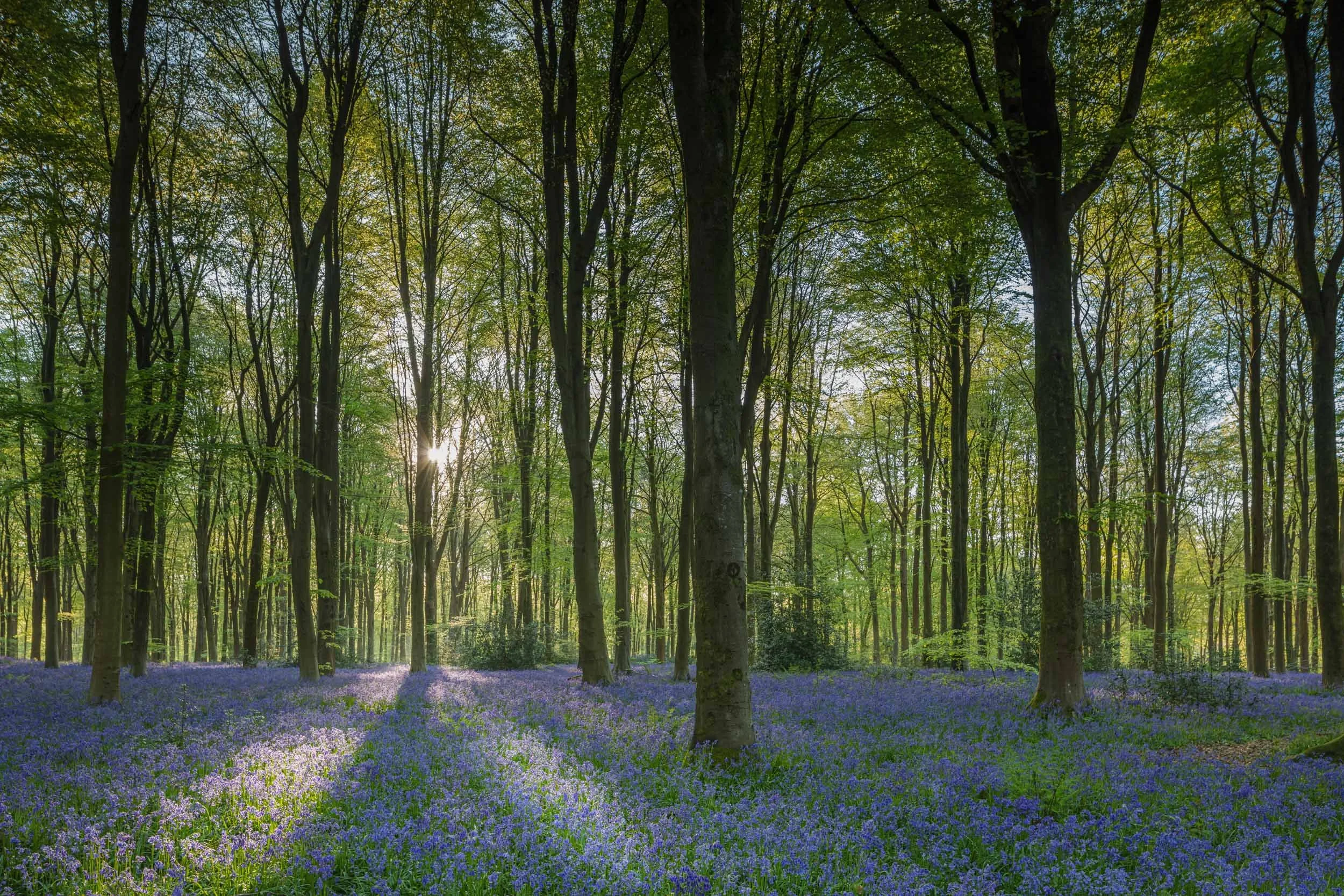 Bluebells. West Woods, Wiltshire.