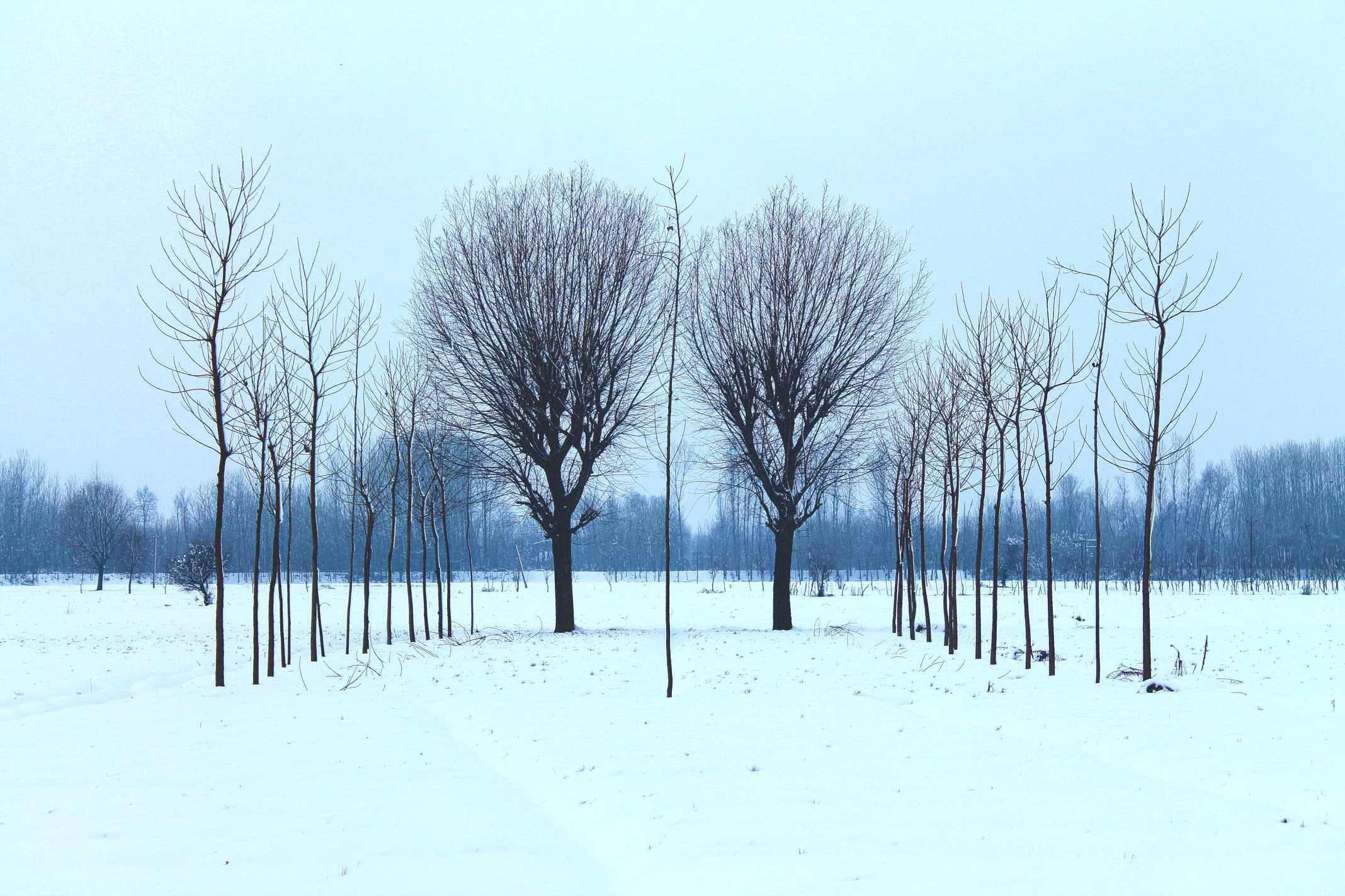 Tree sessions is a quarterly writing workshop that occurs on or near the Vernal and autumnal equinox as well as the summer and winter solstice. registration form below. This Round is a special workshop honouring the new moon cycle.