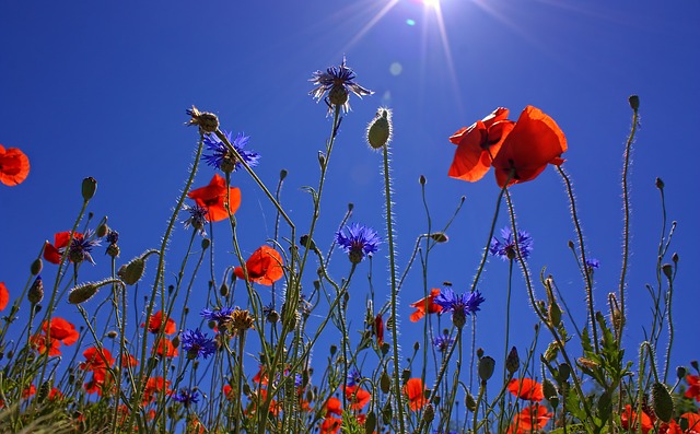 Remembrance Sunday