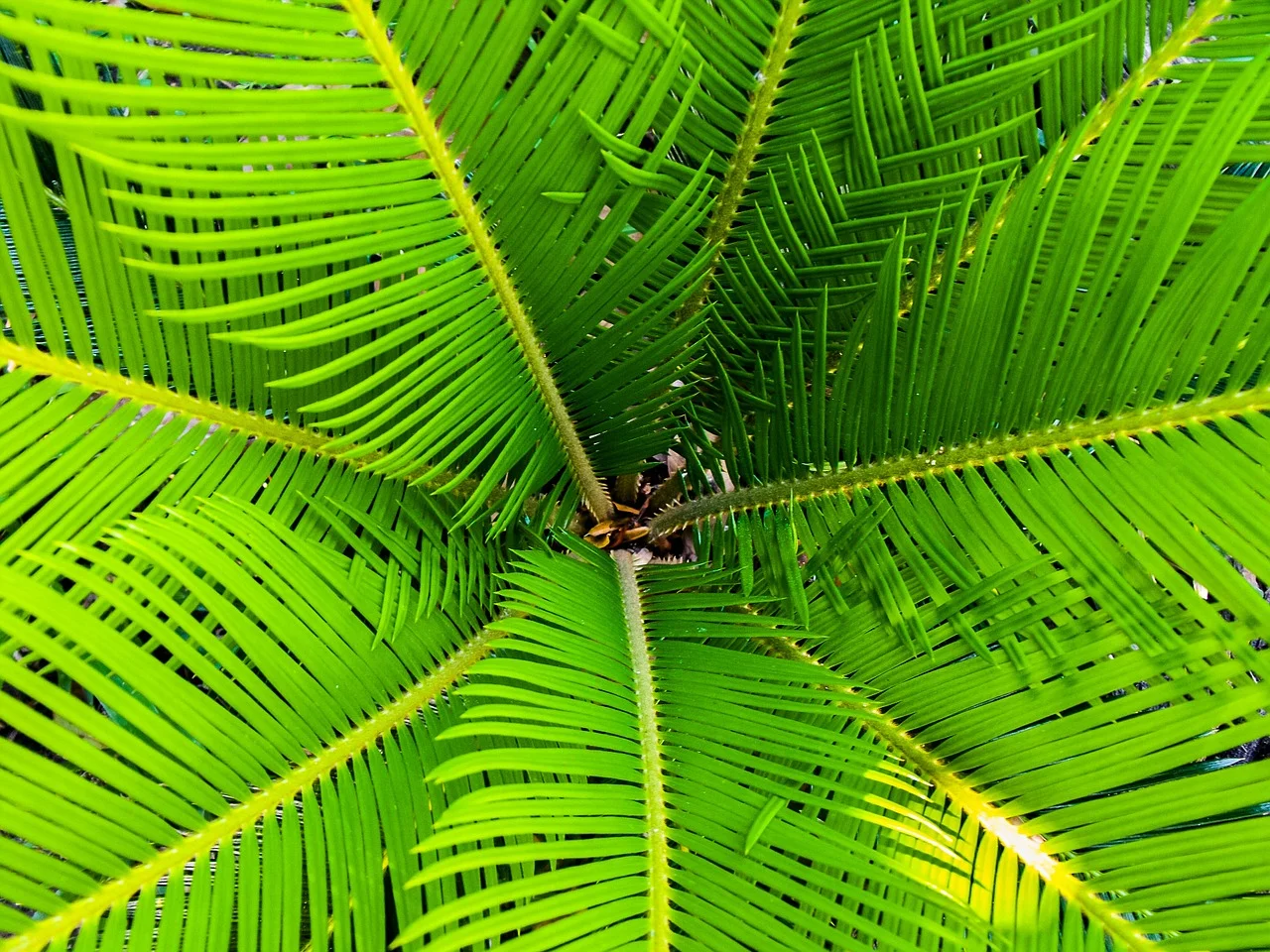 10am Special: Palm Sunday Celebration Service