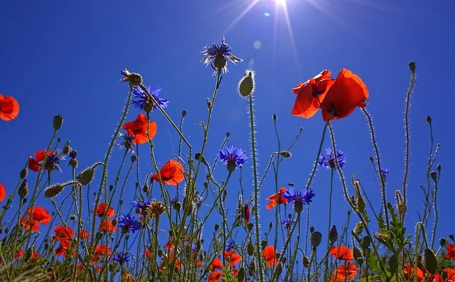 Remembrance Sunday