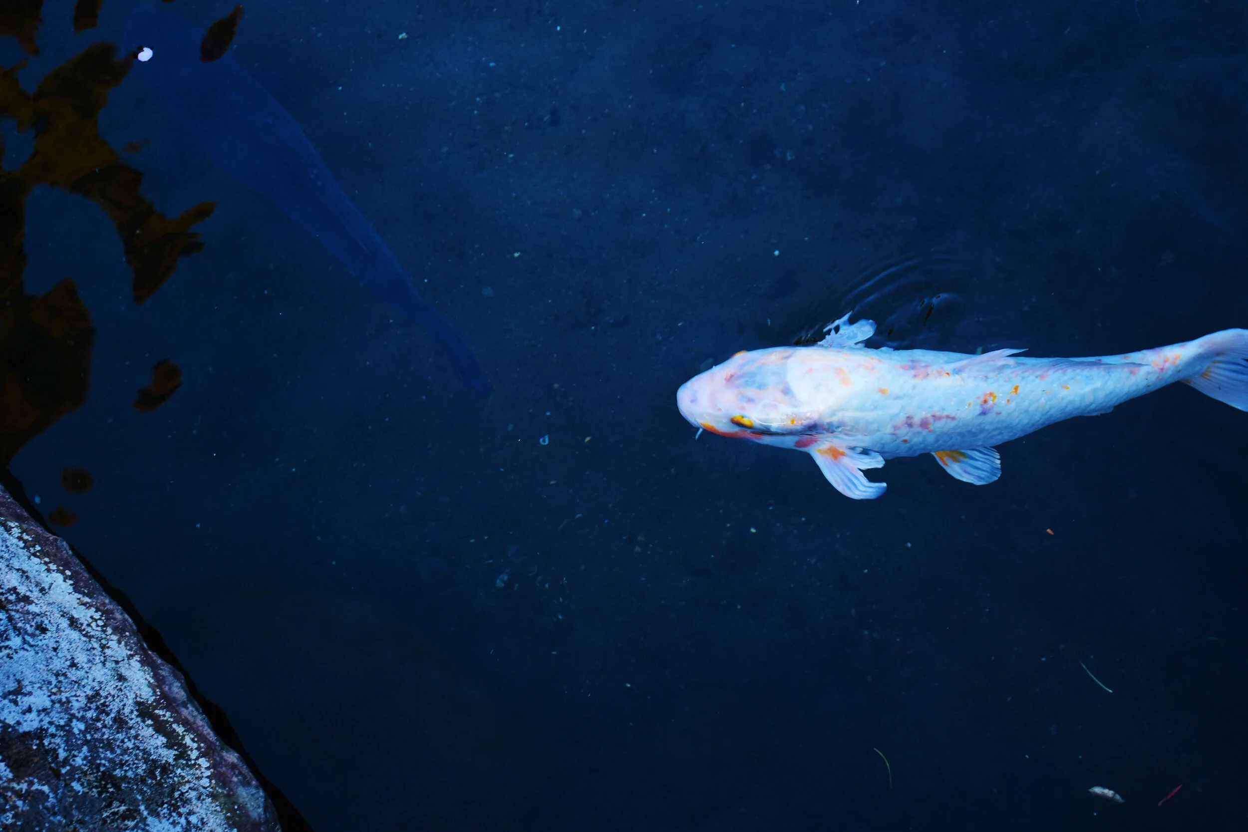 DSC_2610.JPG