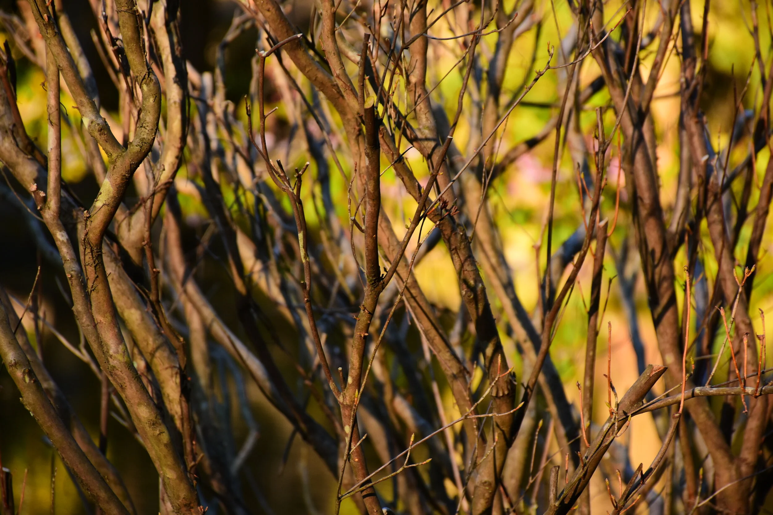 DSC_2573.JPG