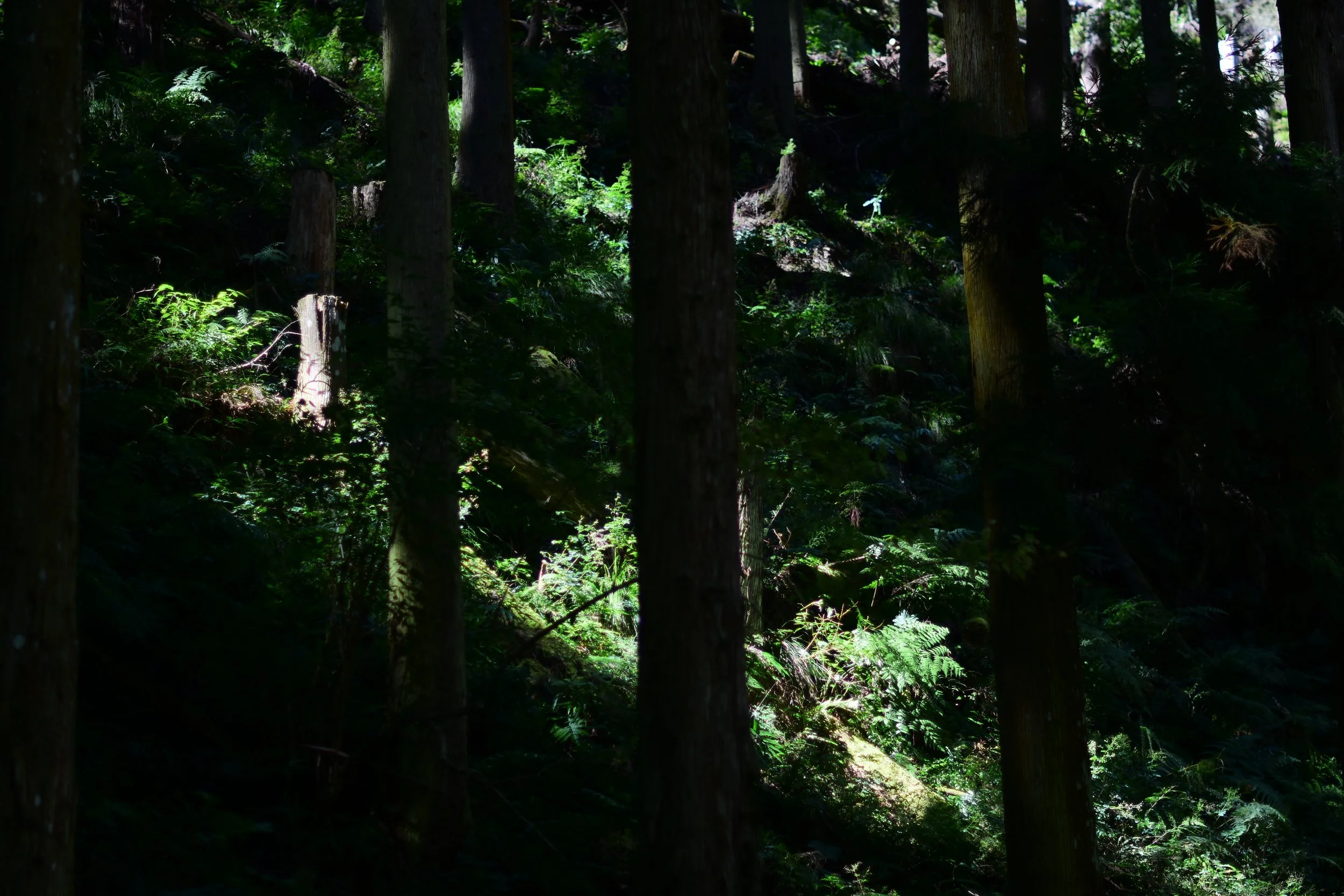 DSC_9135.JPG