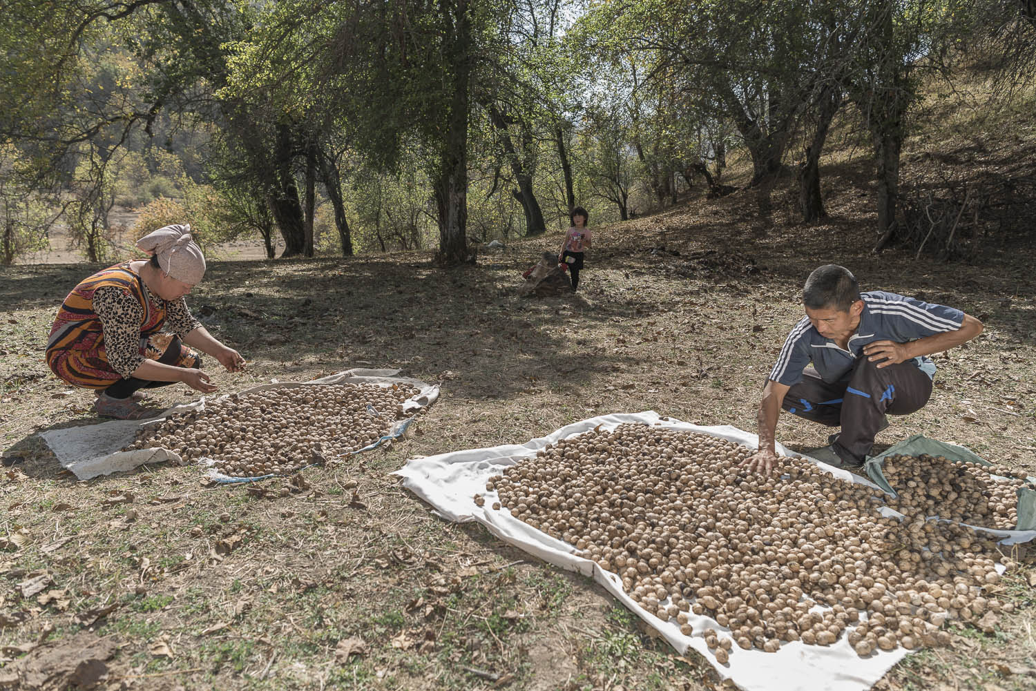 walnut-drying-kyrgyzstan-arslanbob-jo-kearney-photography-photographer-cheltenham-video.jpg