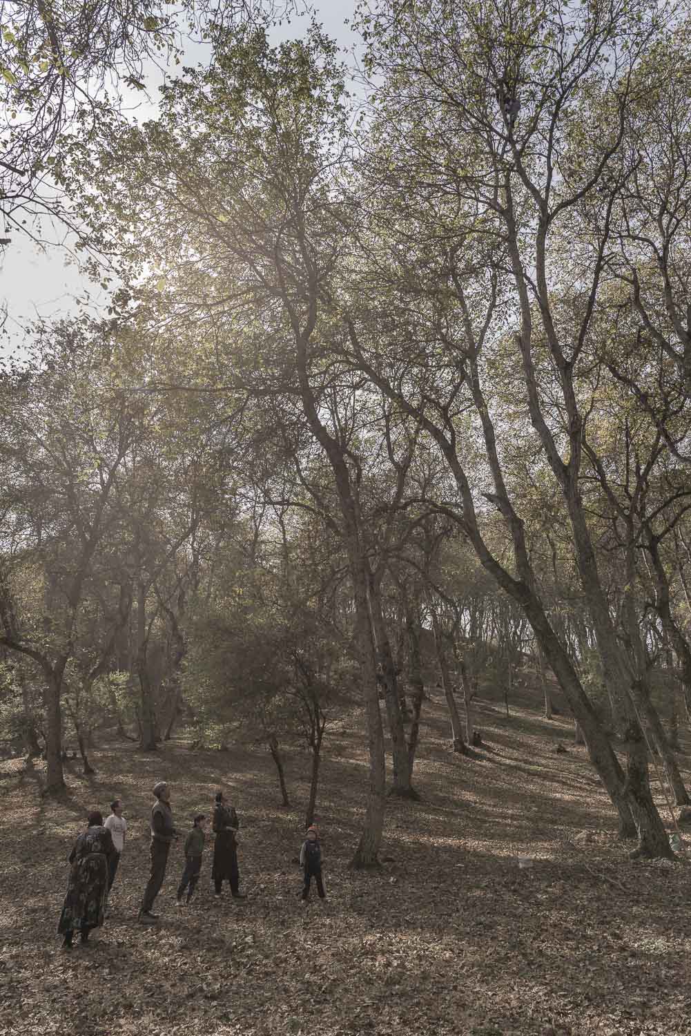 arslanbob-walnut-picking-shaking-trees-kyrgyzstan-jo-kearney-photography-video.jpg